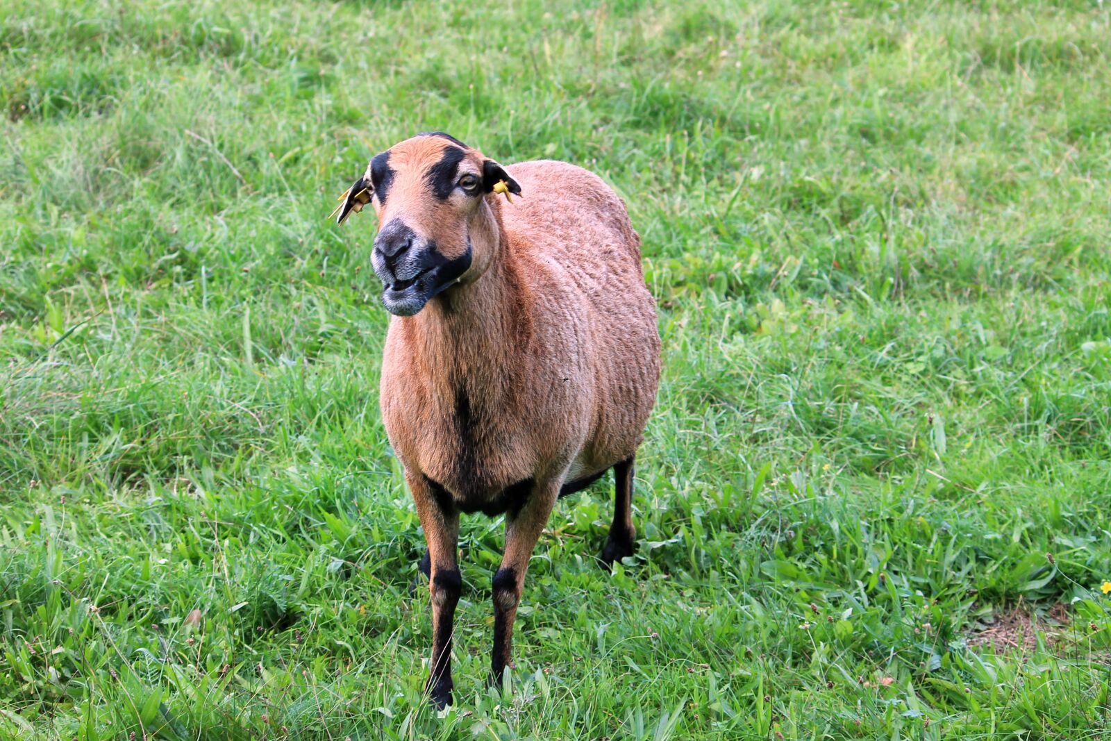 Canon EF-S 55-250mm F4-5.6 IS II sample photo. Sheep, meadow, pasture photography