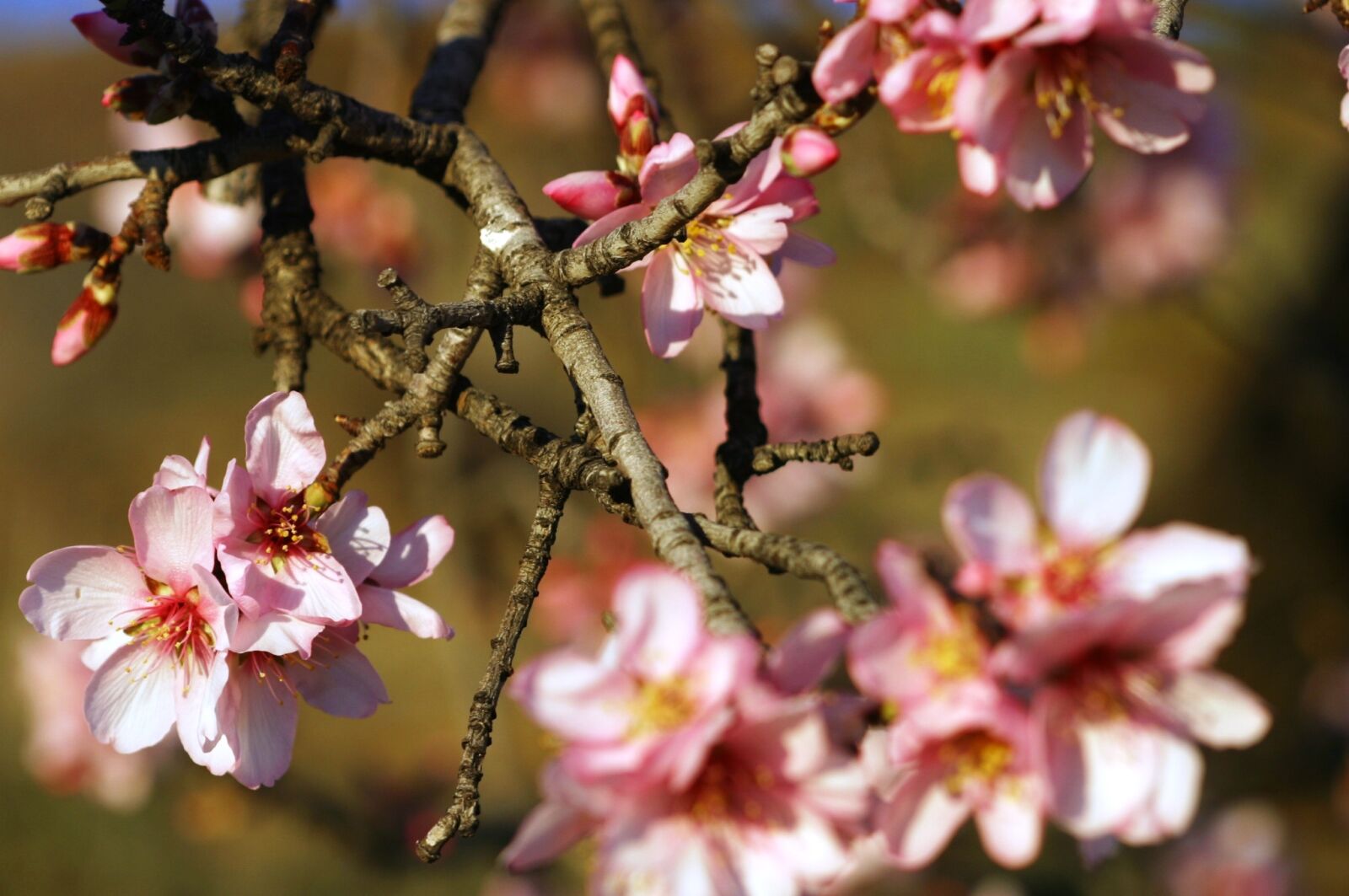 Canon EOS D60 sample photo. Almond tree, flowers white photography