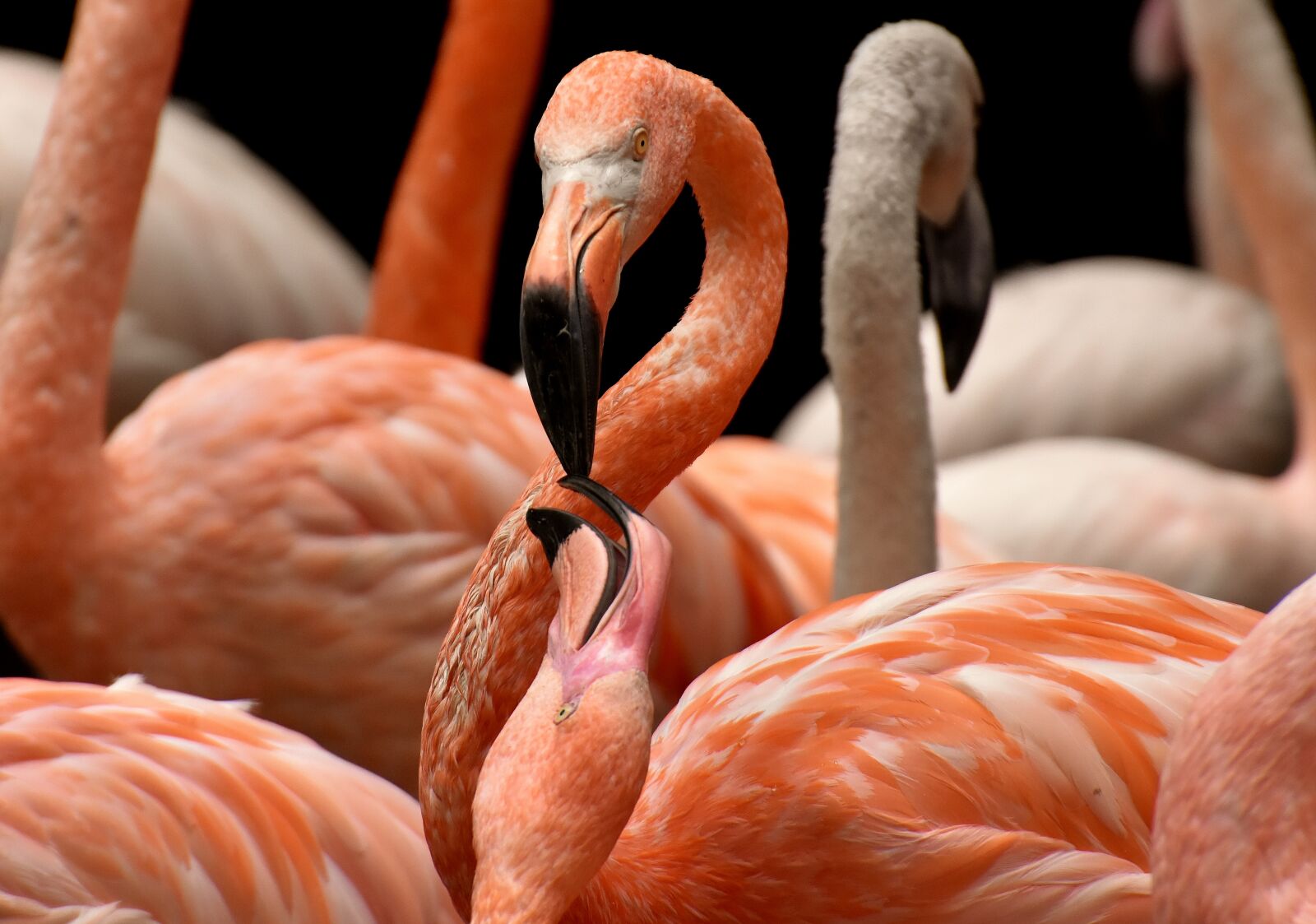 Nikon D7200 sample photo. Flamingo, bird, colorful photography