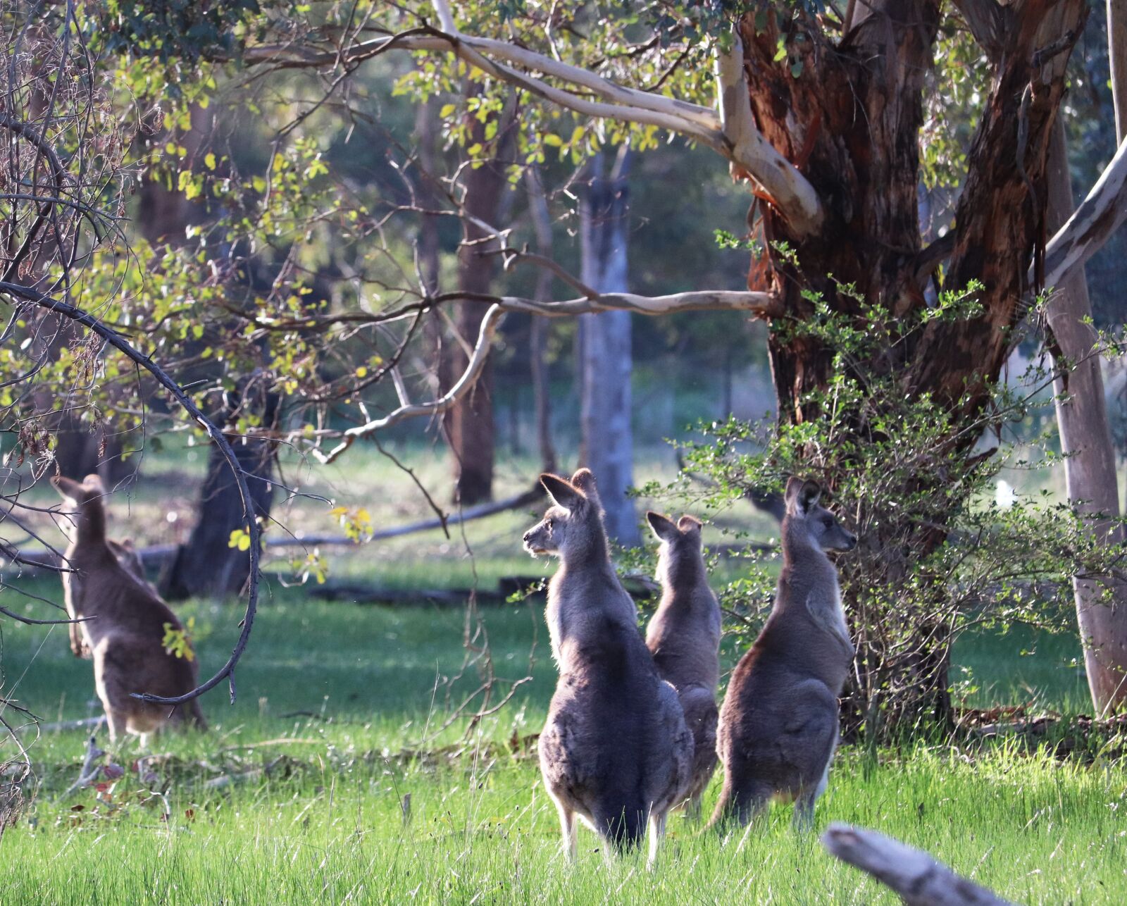 Canon EF-S 55-250mm F4-5.6 IS STM sample photo. Kangaroos, wild, animals photography