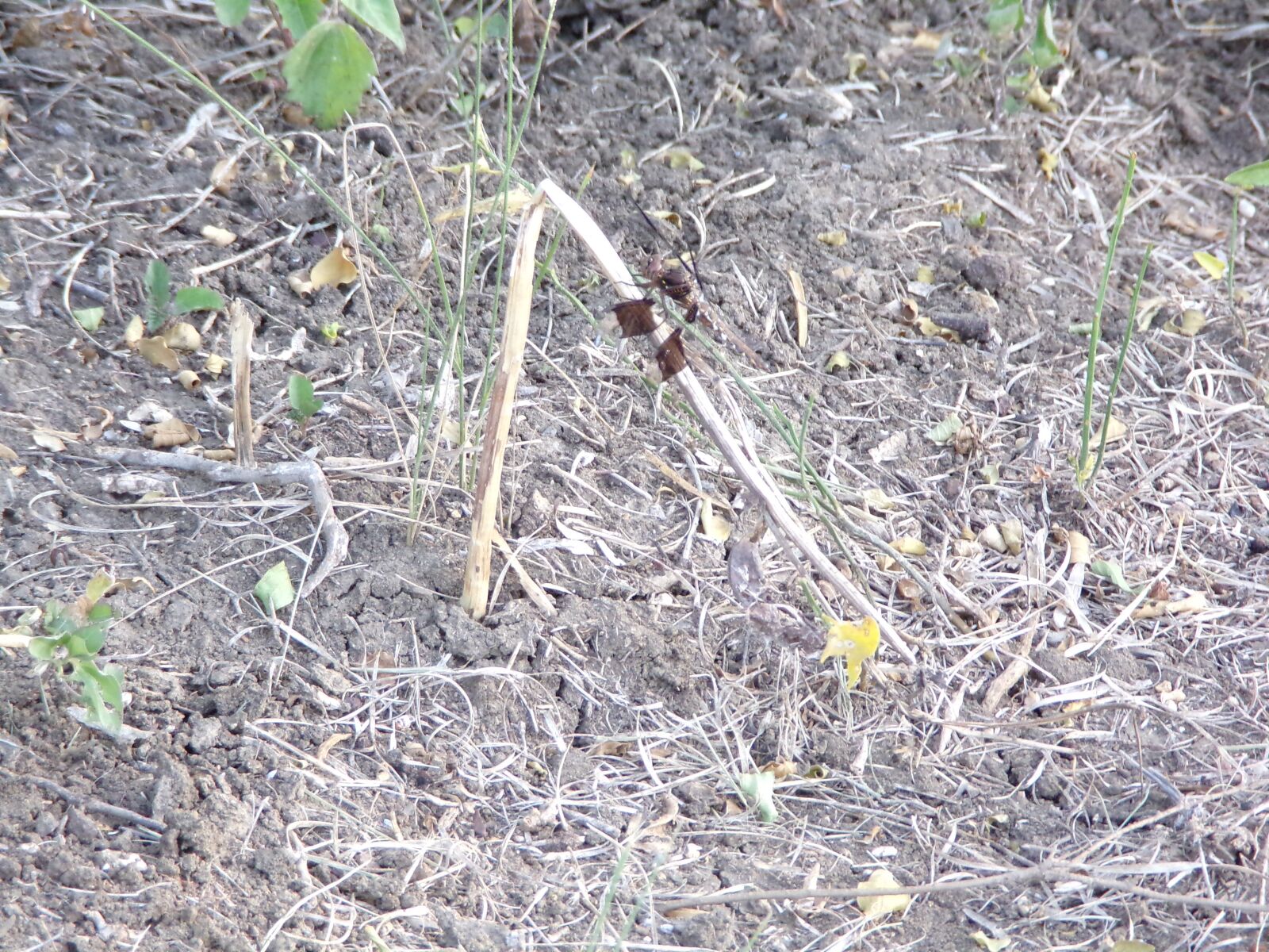 JK KODAK PIXPRO AZ421 sample photo. Dragonfly, nature, insect photography