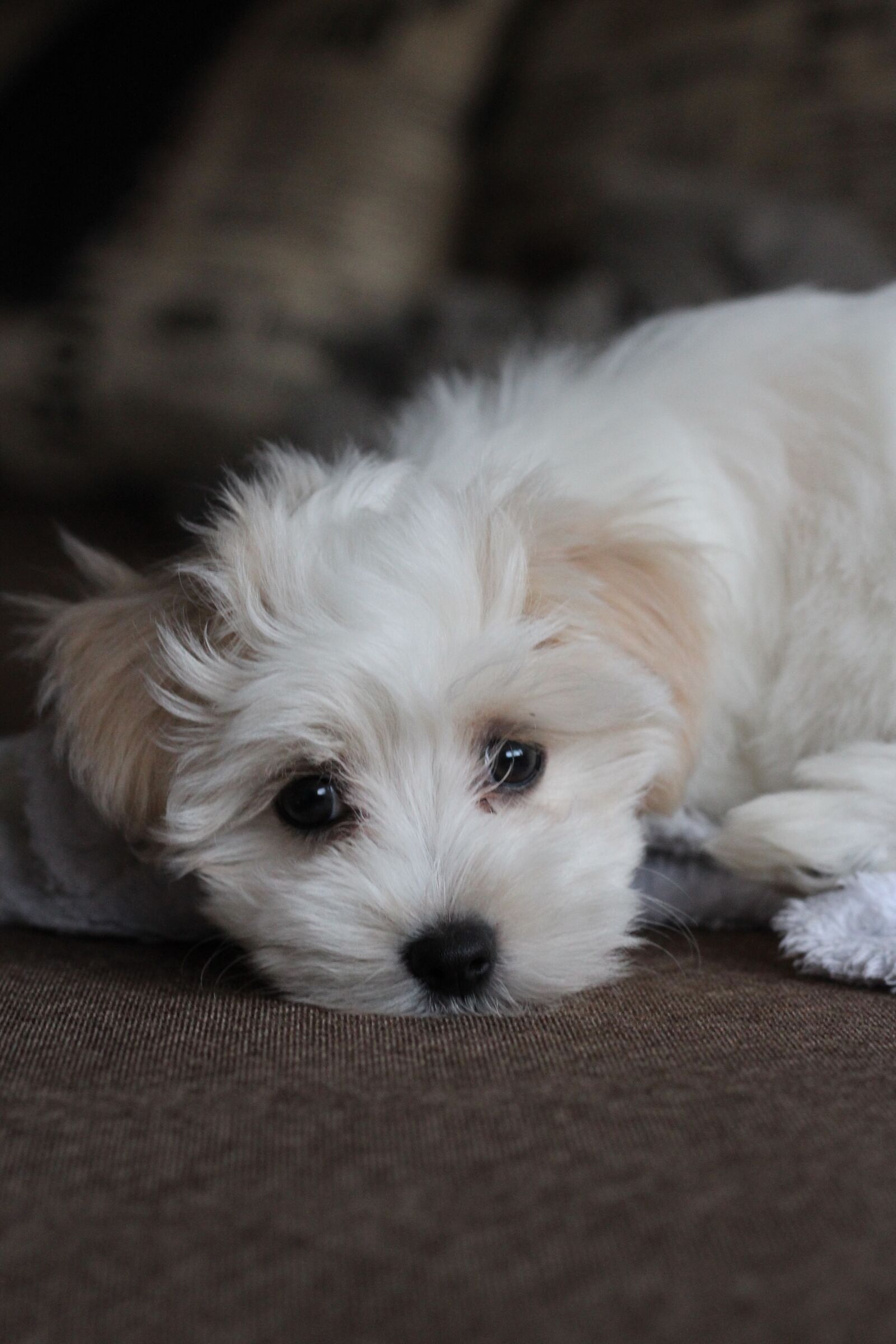 Canon EOS 1200D (EOS Rebel T5 / EOS Kiss X70 / EOS Hi) + Canon EF 50mm F1.8 STM sample photo. Dog, pet, cute photography