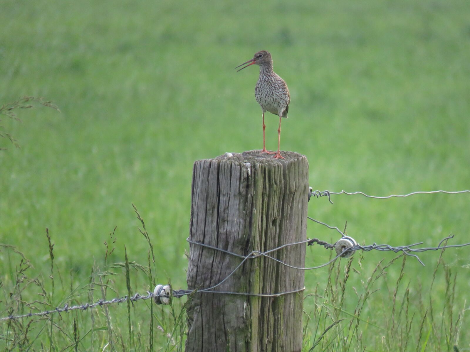 Canon PowerShot SX60 HS sample photo. Common redshank, bird, nature photography