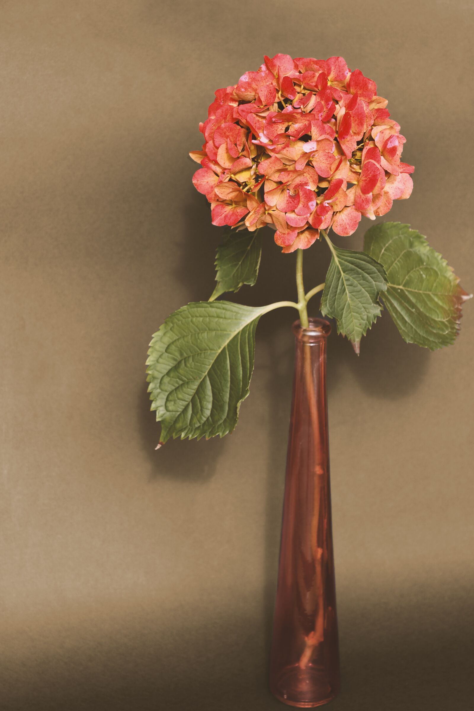 Nikon D7500 sample photo. Hydrangea, vase, still life photography