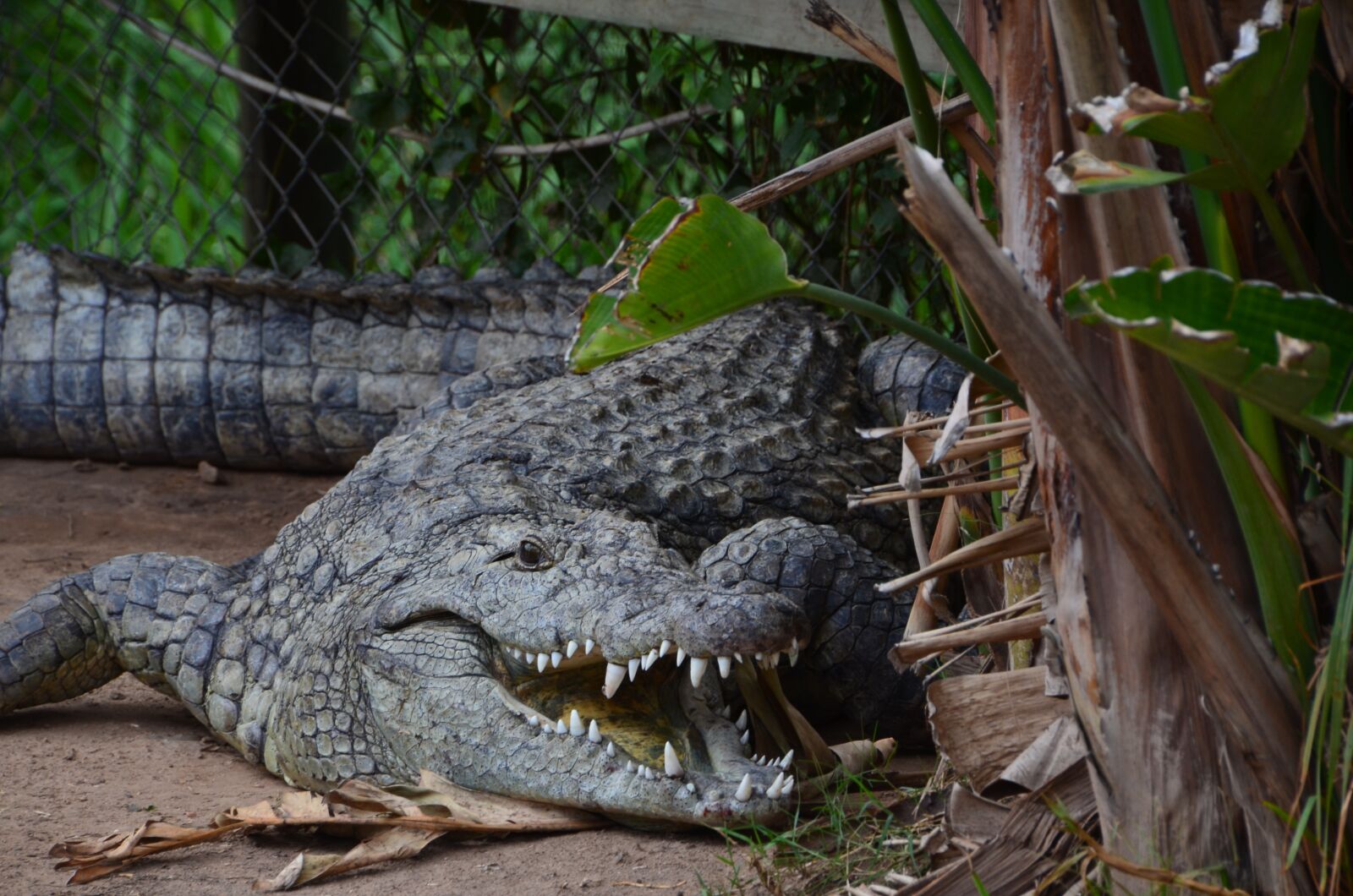 Nikon D5100 sample photo. Crocodile, wild animal, dangerous photography