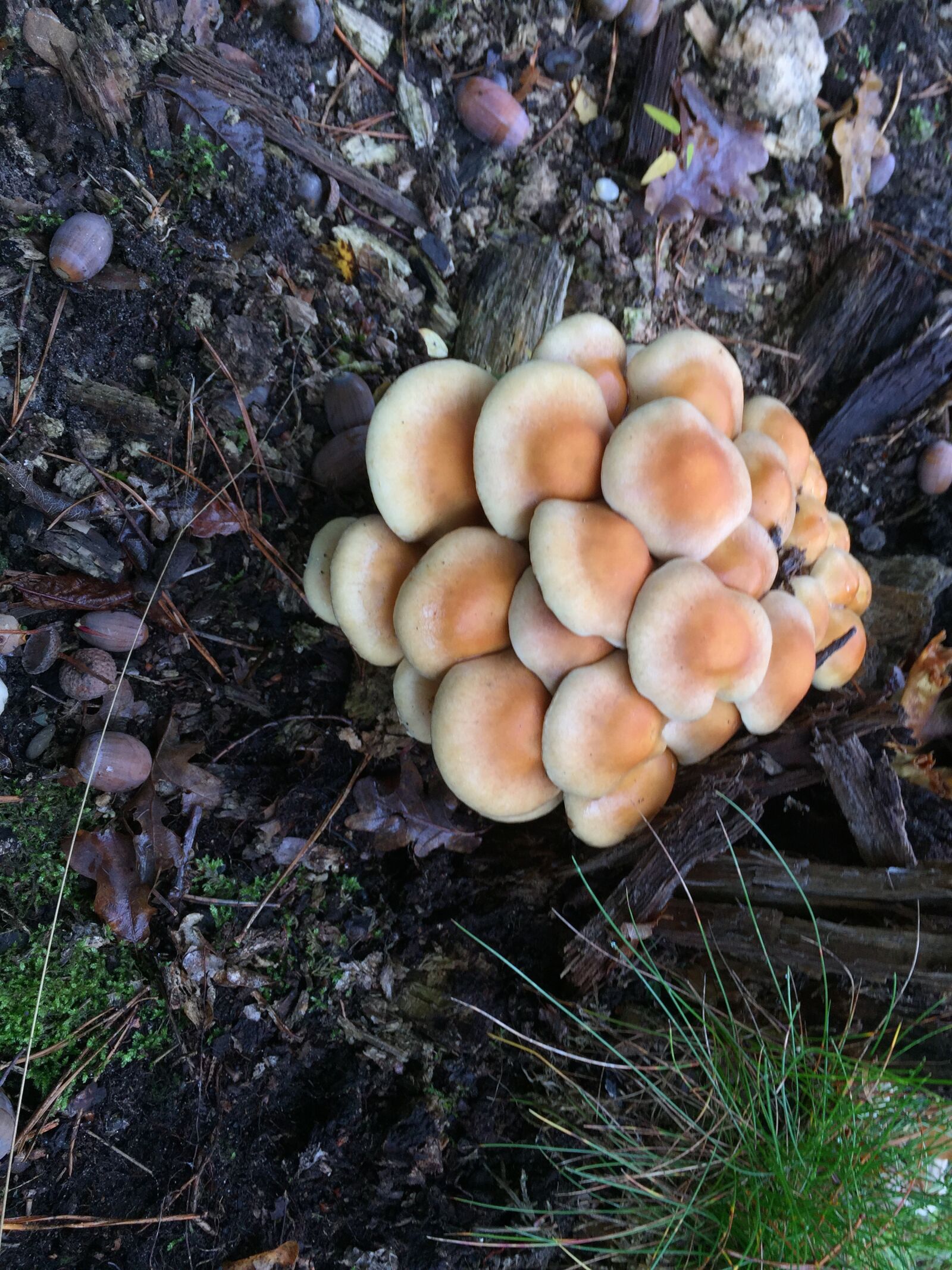iPhone 6 back camera 4.15mm f/2.2 sample photo. Mushrooms, autumn, agaric photography