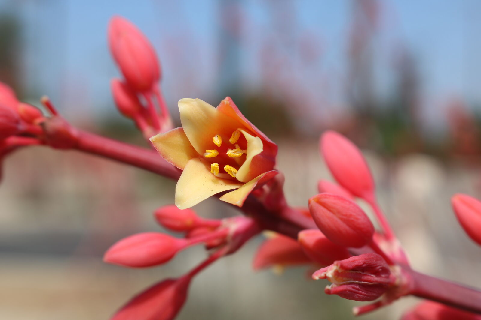 Canon EOS 750D (EOS Rebel T6i / EOS Kiss X8i) sample photo. Flower, pink, succulent, yellow photography