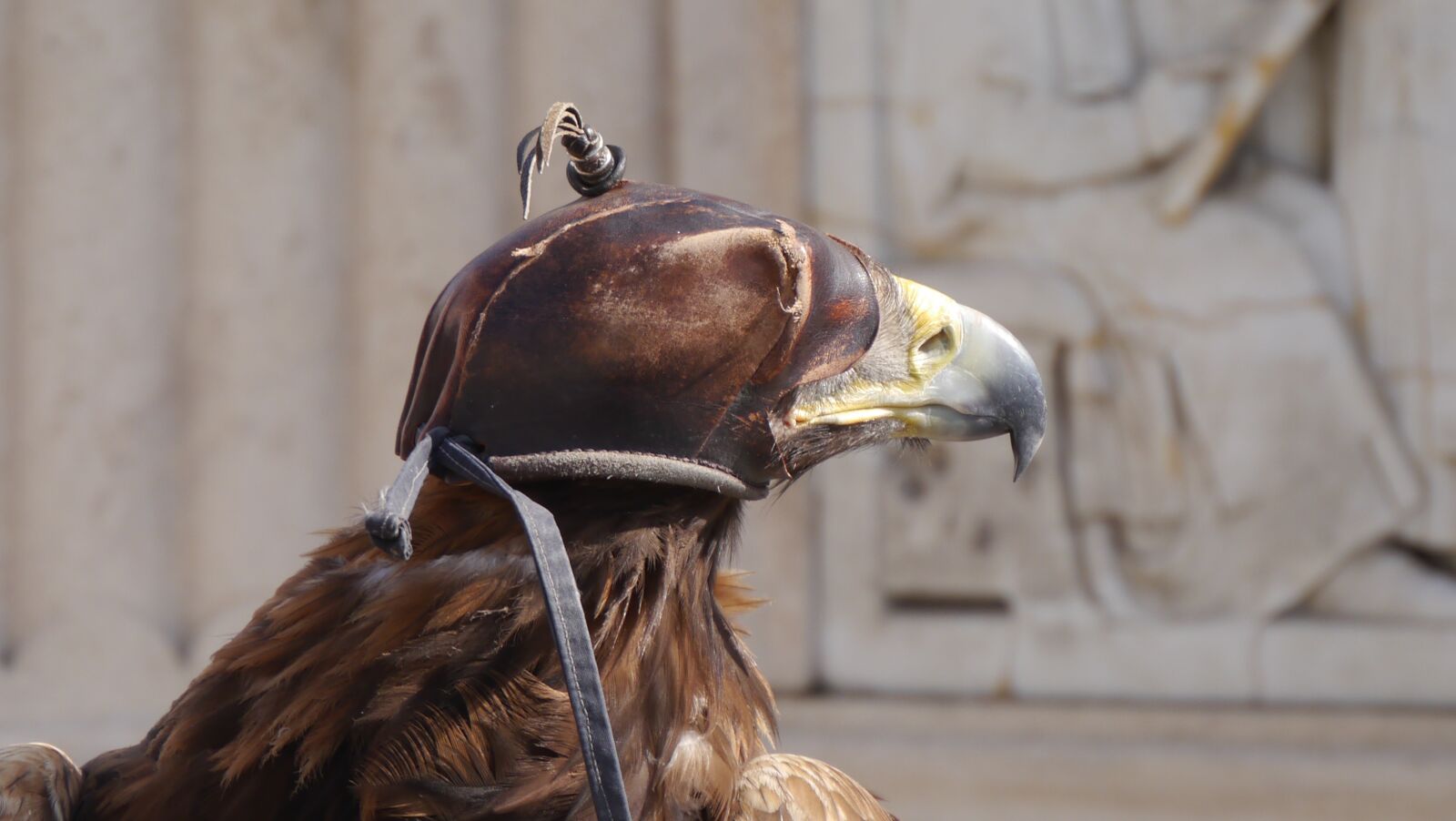 Panasonic Lumix DMC-G5 sample photo. Sas, cap, budapest photography