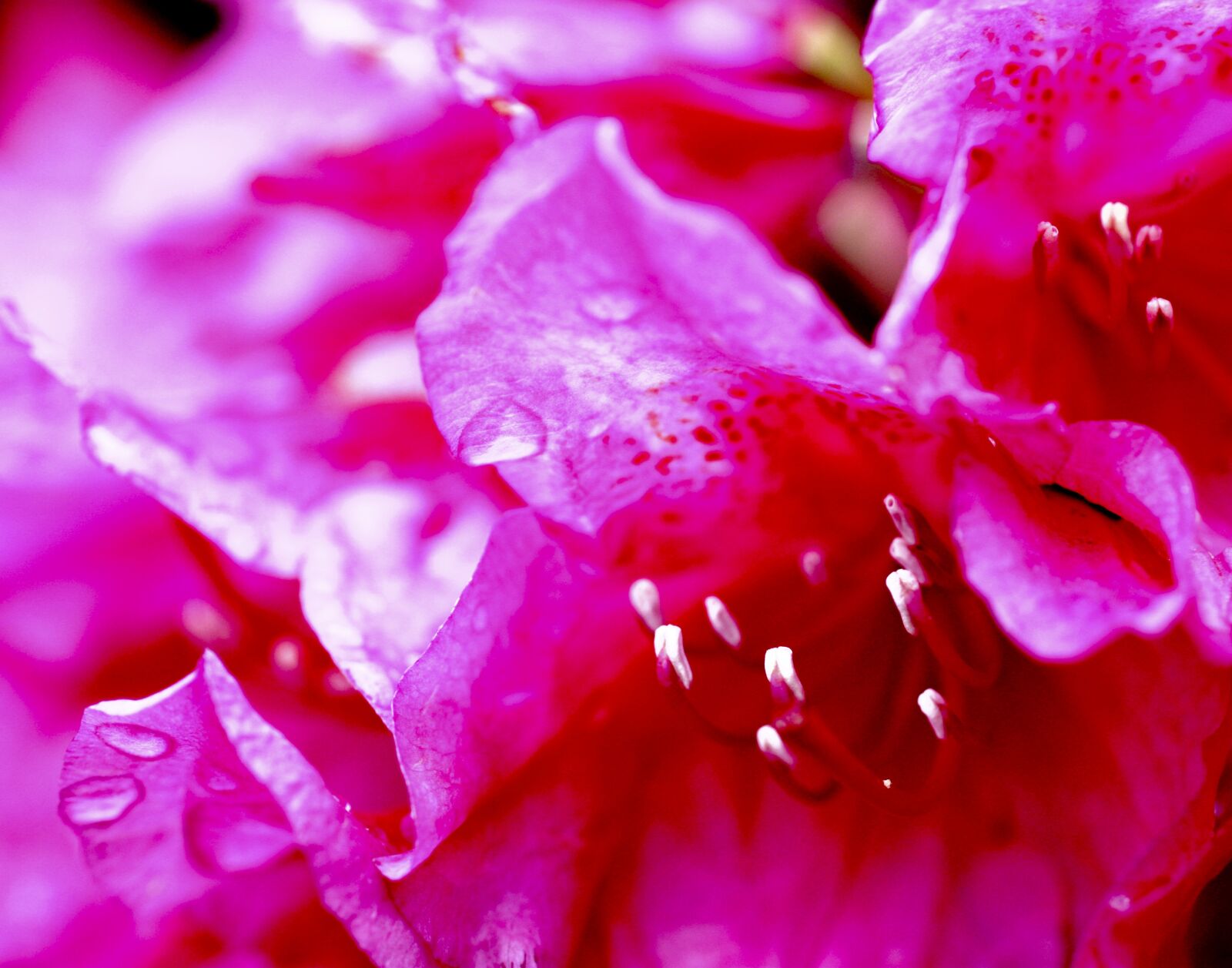 Canon EOS 450D (EOS Rebel XSi / EOS Kiss X2) sample photo. Pink, flower, drip photography