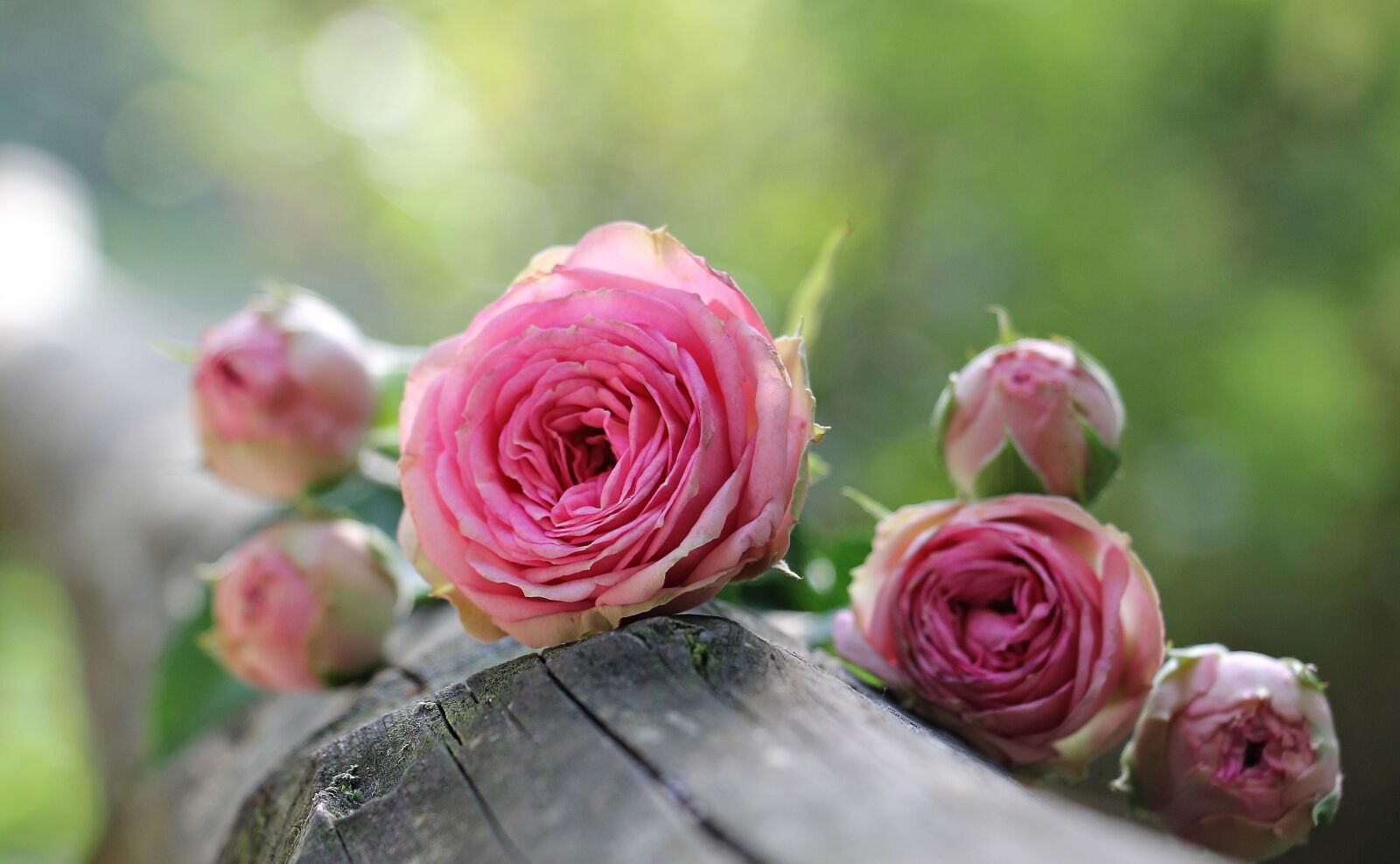 Canon EOS 550D (EOS Rebel T2i / EOS Kiss X4) sample photo. Rose, bush r schen photography