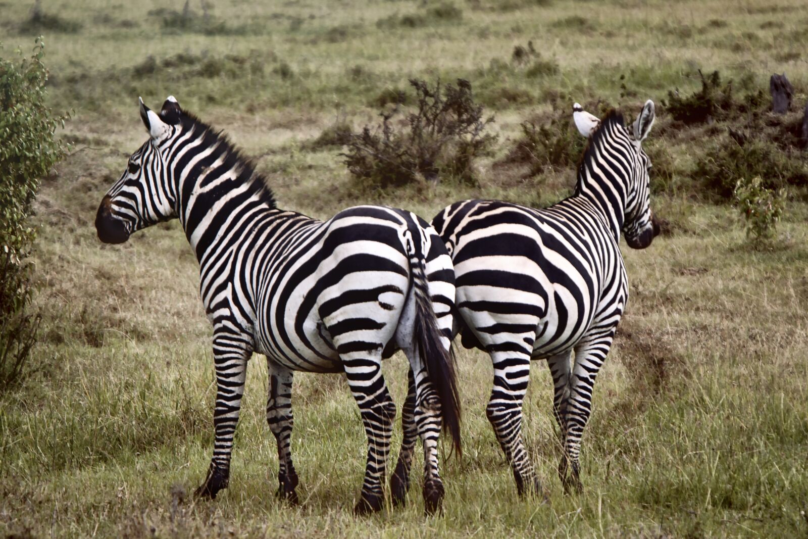 Nikon D3S sample photo. Zebra, animal, wild photography