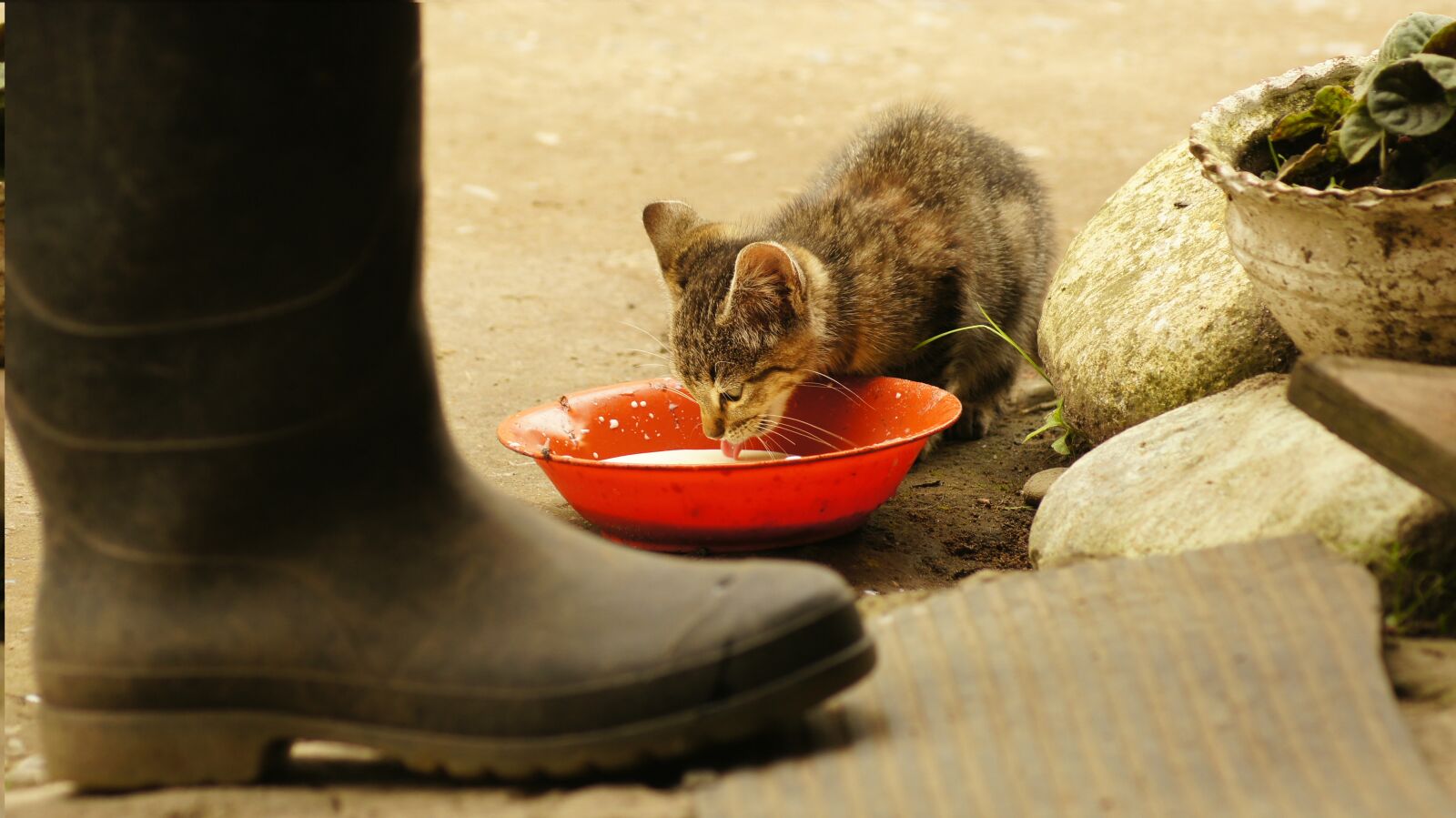 Sony SLT-A55 (SLT-A55V) sample photo. Animalesel, field, nature photography