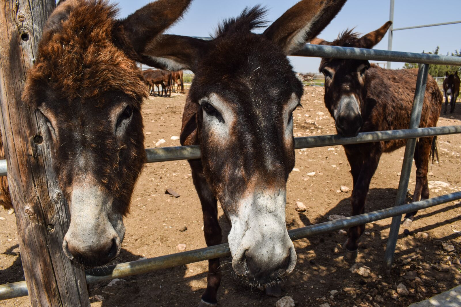 Nikon D3300 sample photo. Donkeys, curious, funny photography