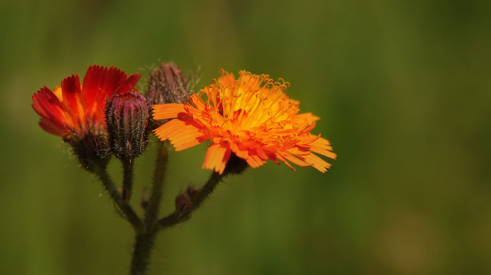 Canon EOS M50 (EOS Kiss M) sample photo. Hawkweed, composites, orange photography