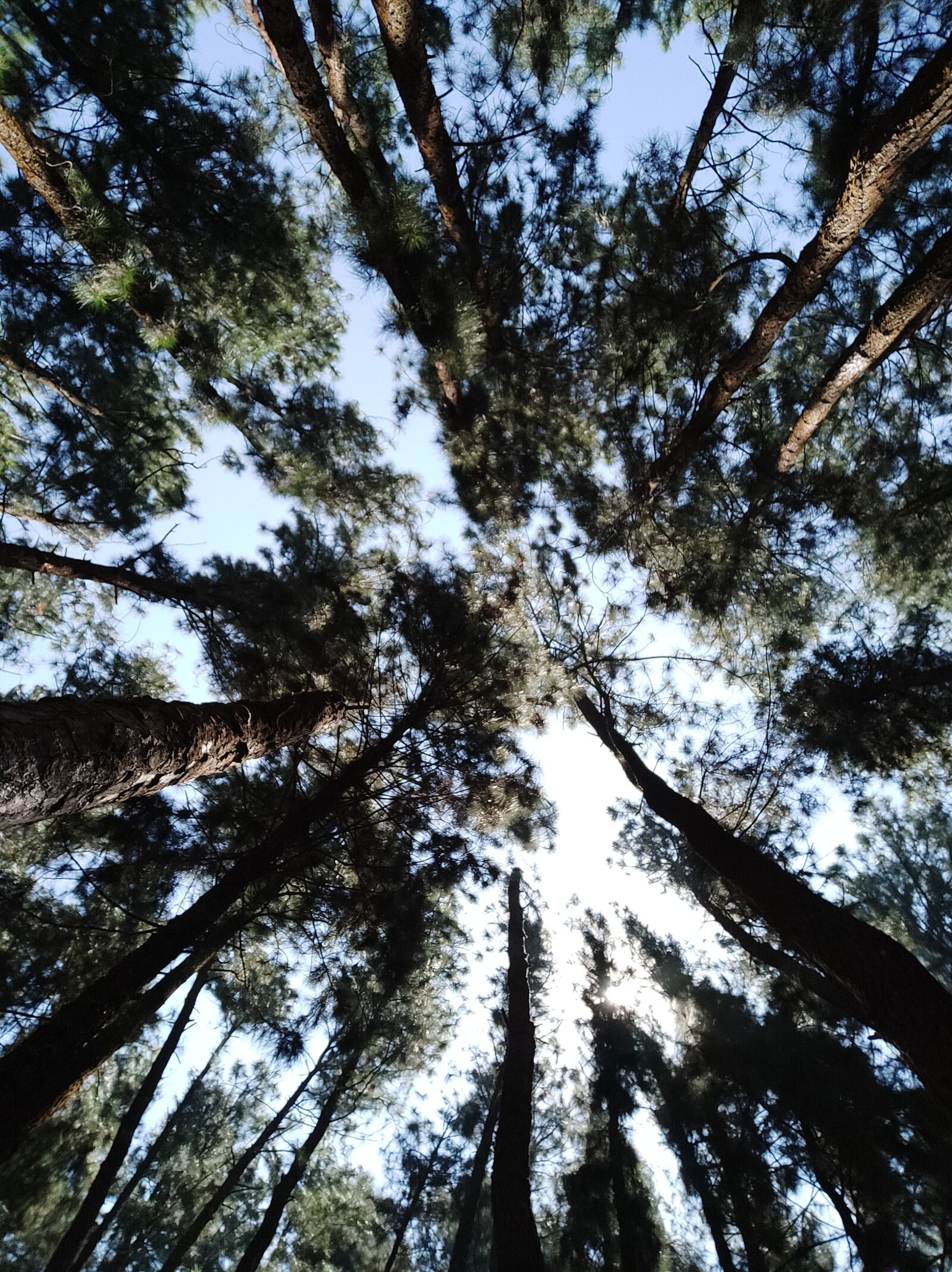Xiaomi Redmi K20 sample photo. Pine trees, kerala, top photography