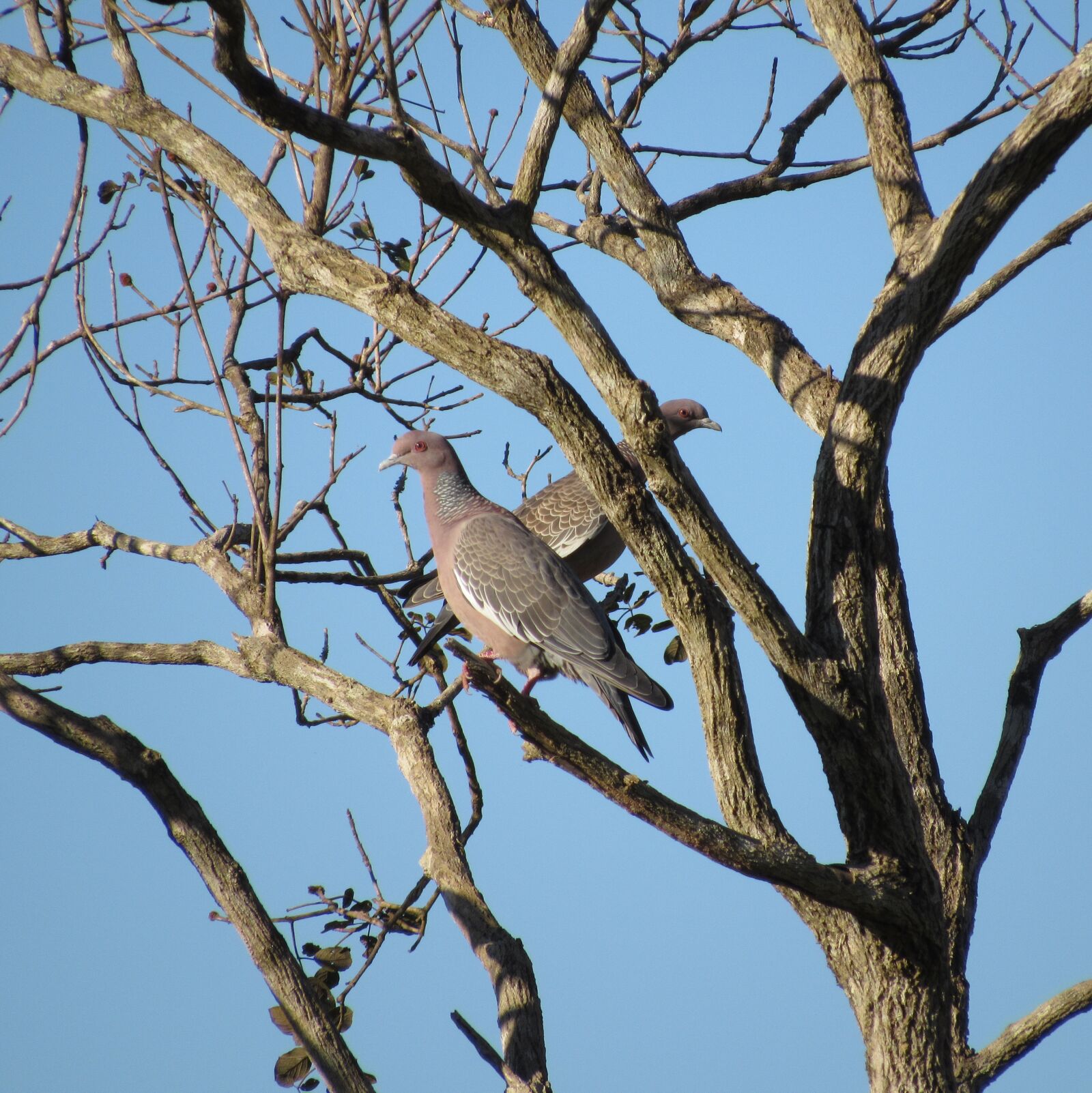Canon PowerShot SX520 HS sample photo. Pigeons, tree, nature photography