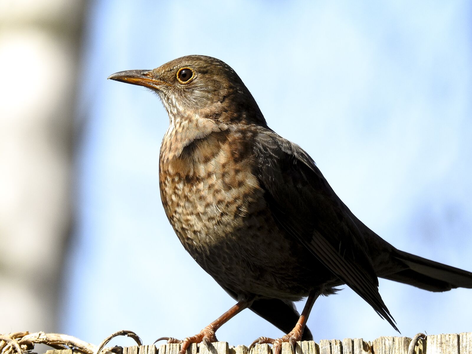 Nikon Coolpix P900 sample photo. Blackbird, bird, songbird photography