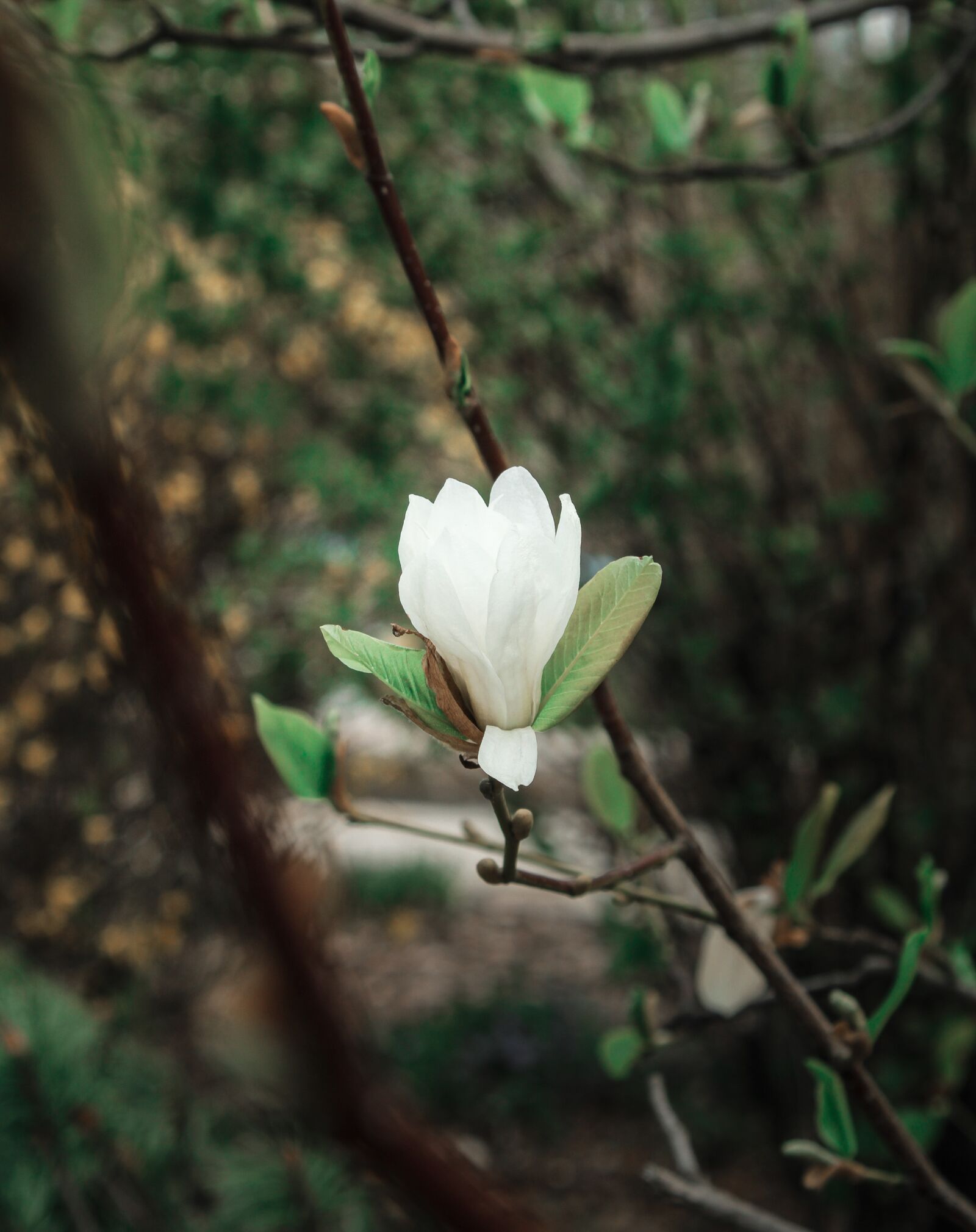 Canon EOS 2000D (EOS Rebel T7 / EOS Kiss X90 / EOS 1500D) sample photo. Magnolia, spring, white photography