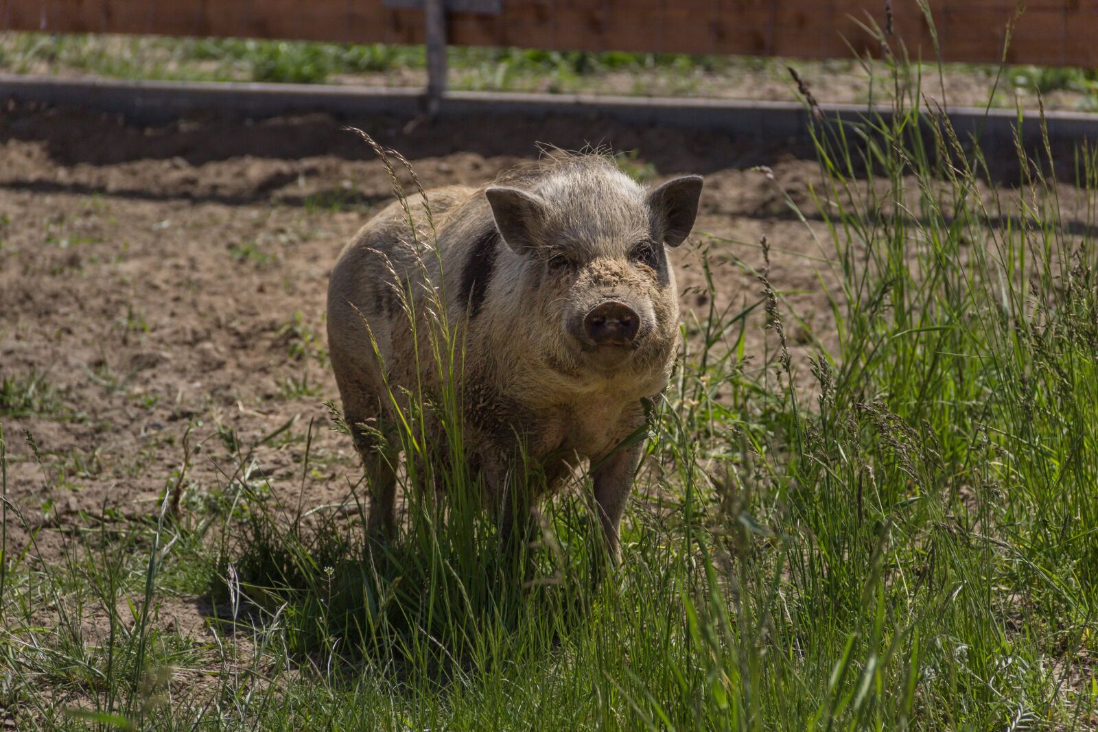 Canon EF-S 18-135mm F3.5-5.6 IS sample photo. Pig, piglet, cute photography