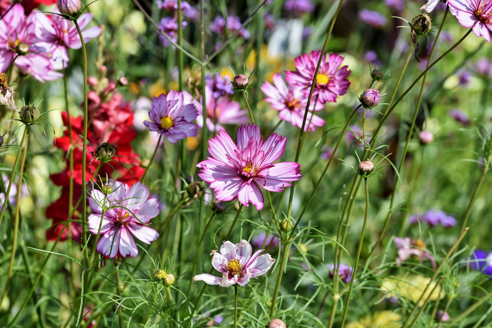 Nikon D7200 sample photo. Cosmea, flower meadow, flower photography