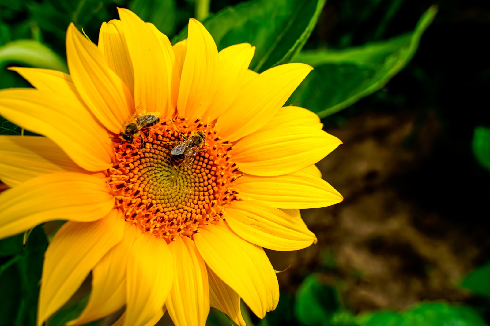 Sony a7 II + Tamron 28-75mm F2.8 Di III RXD sample photo. Sunflower, bees, summer photography