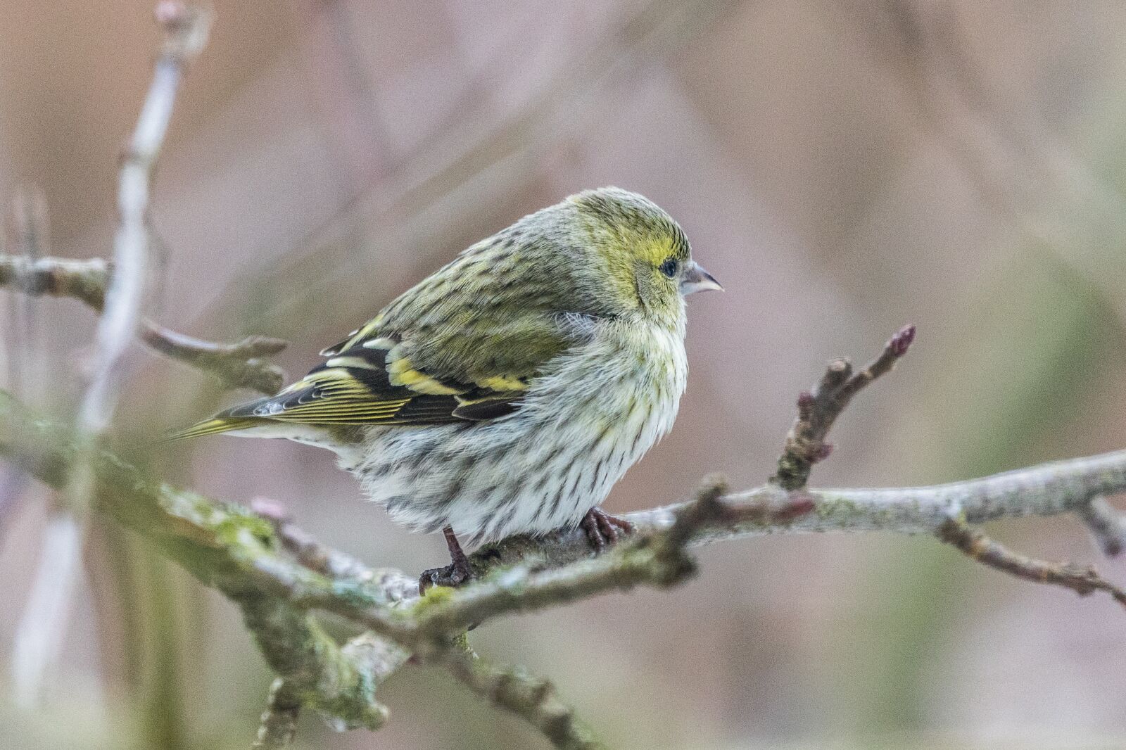 Canon EOS 7D Mark II sample photo. Bird, garden, animal photography