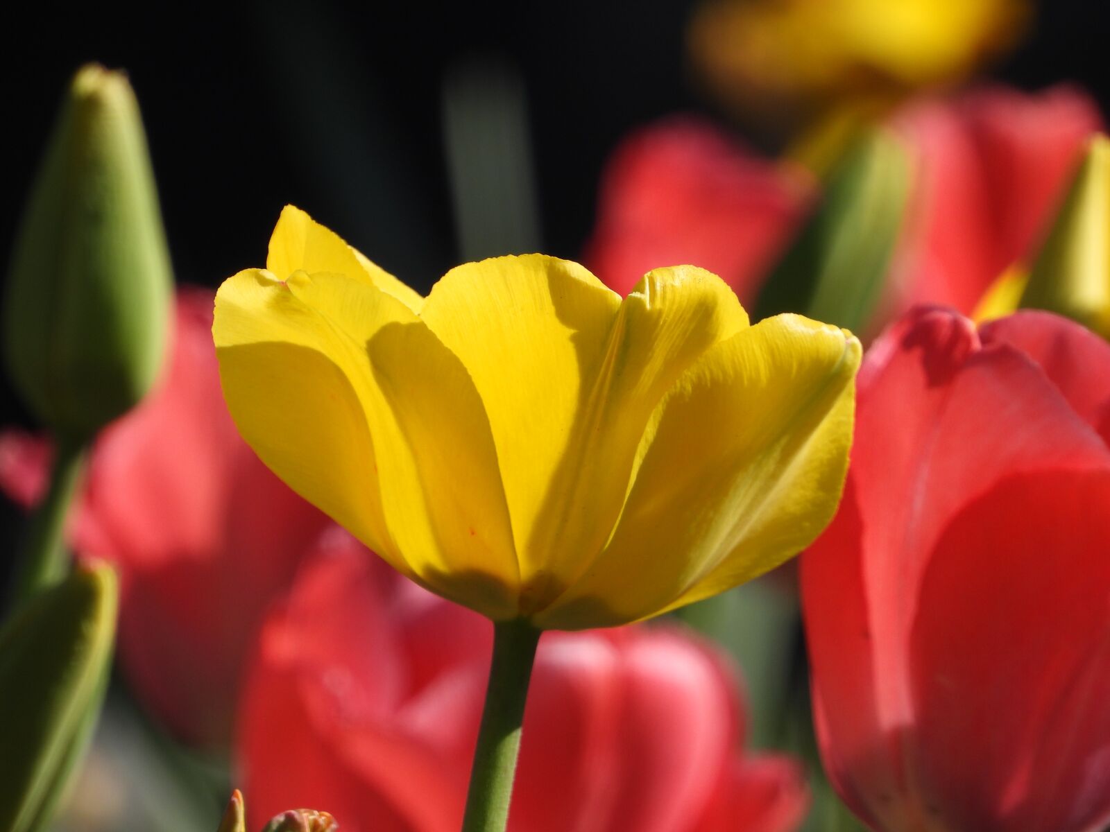 Nikon Coolpix P1000 sample photo. Tulips, colorful, flowers photography
