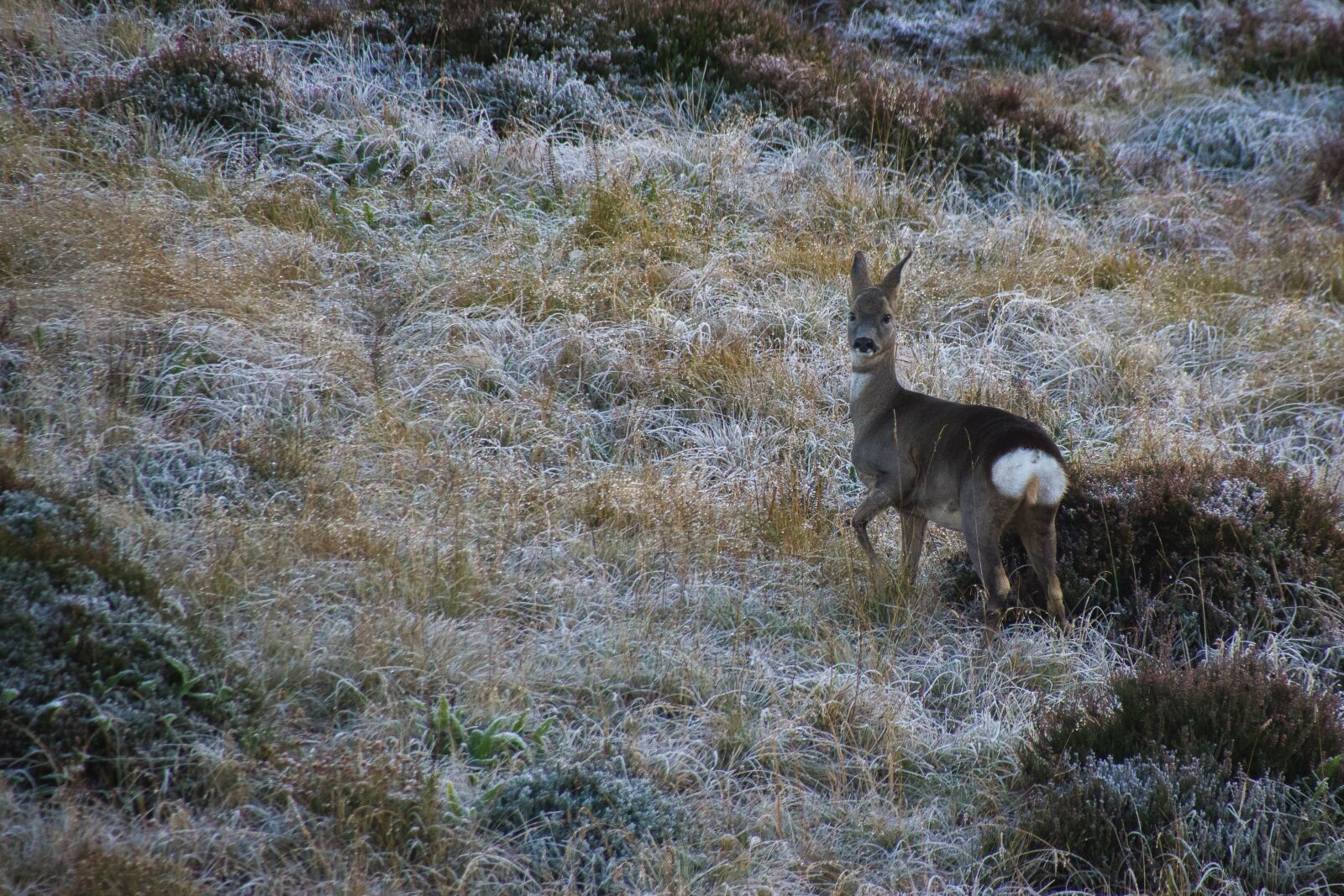 Pentax K-70 sample photo. Deer, ricke, nature photography