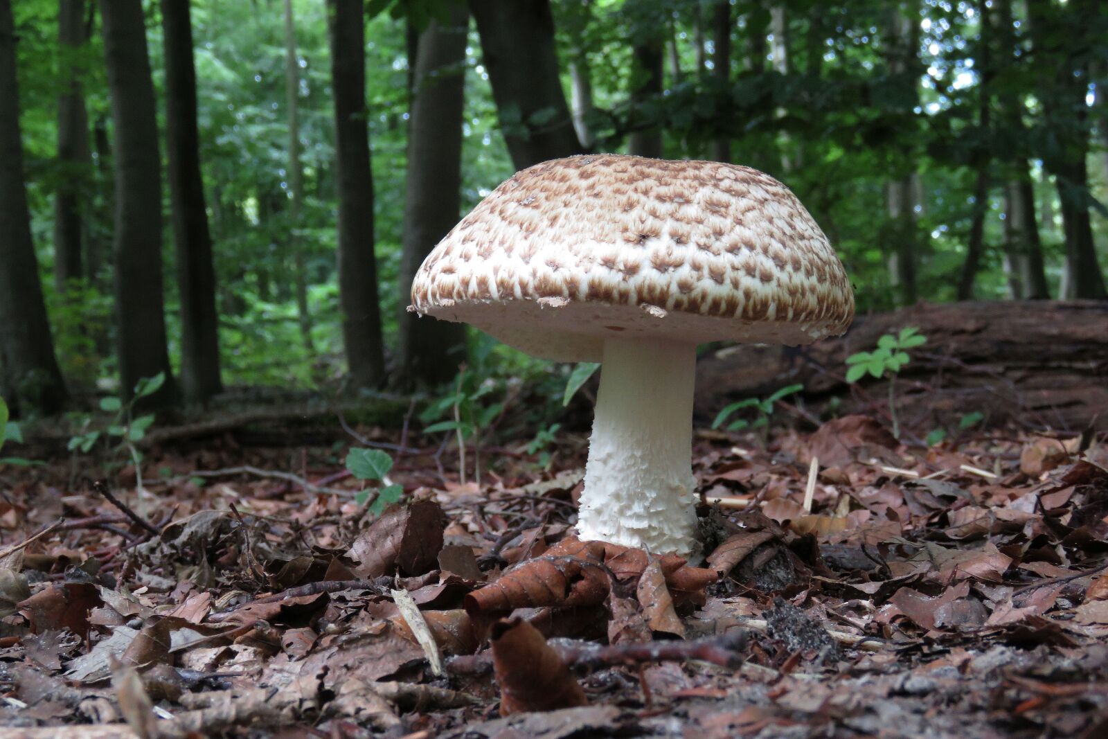 Canon PowerShot SX60 HS sample photo. Fungi, champignon, mushroom photography