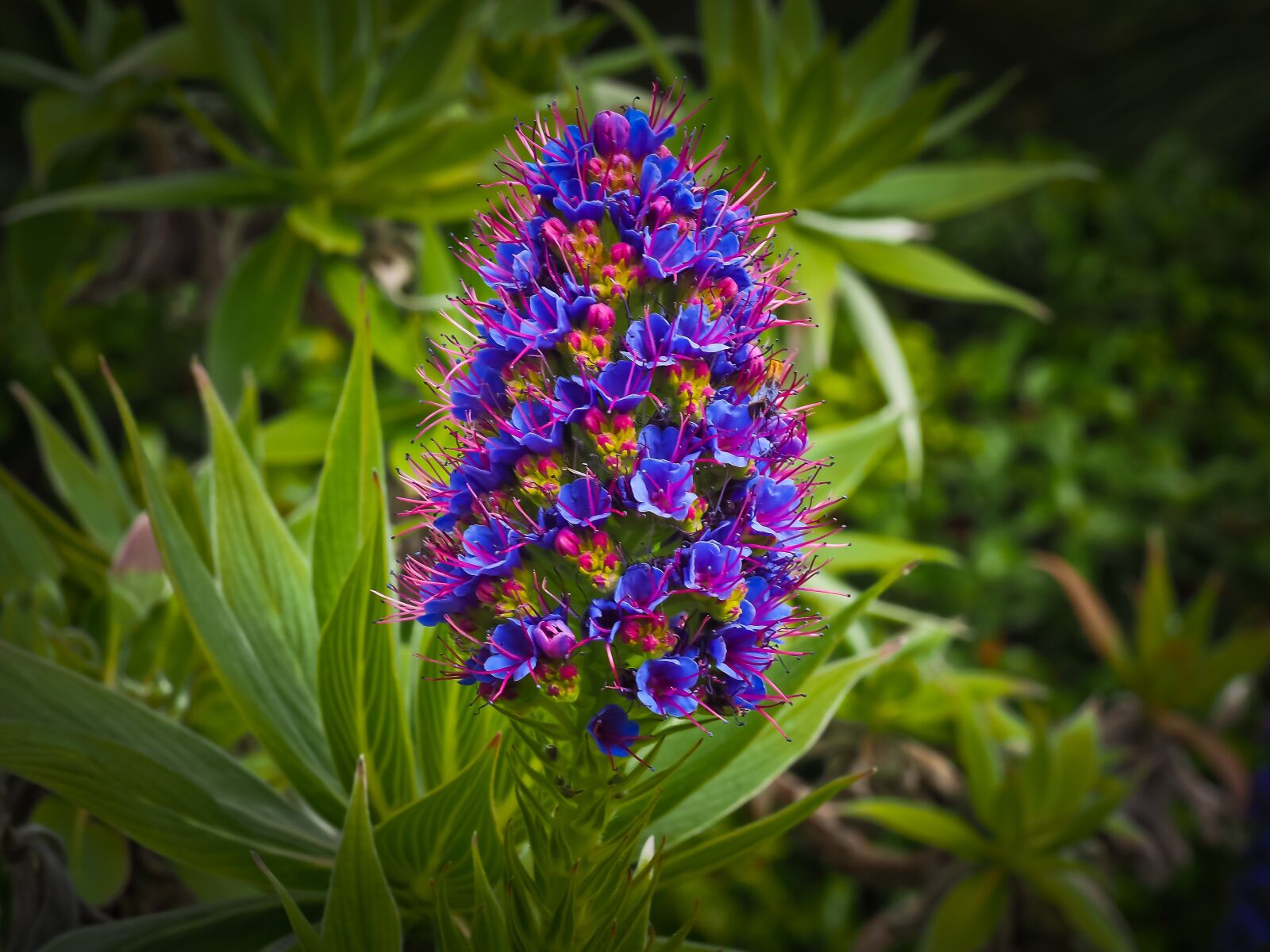Olympus OM-D E-M10 sample photo. Flower, exotic, blossom photography