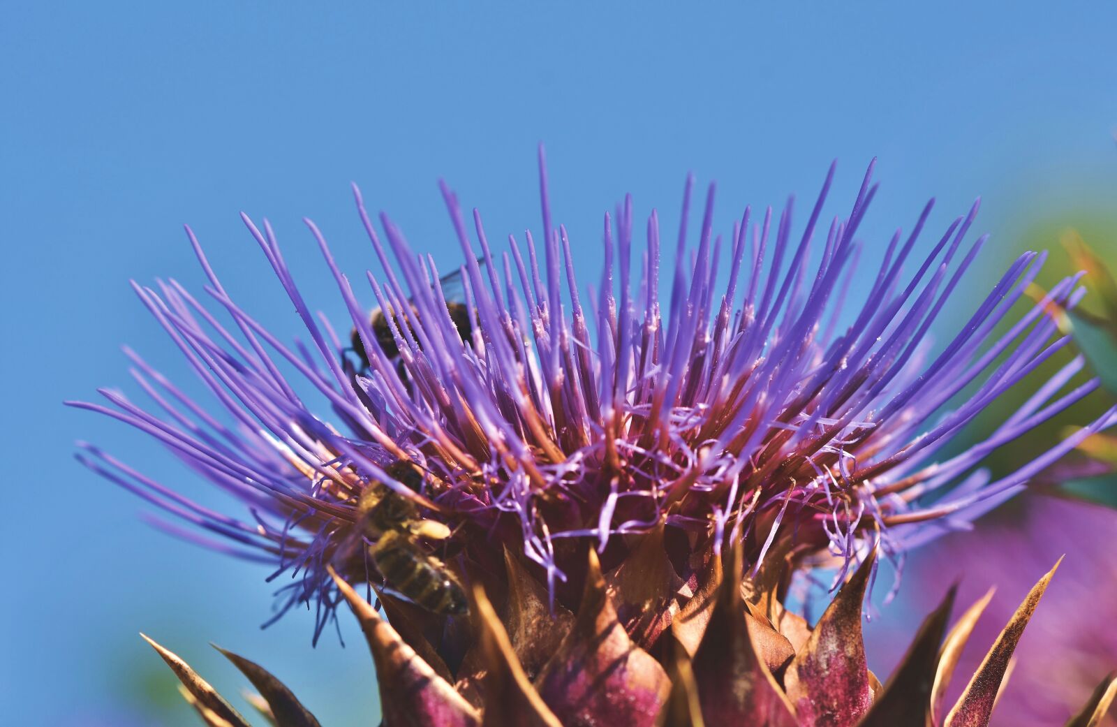 Nikon D7200 sample photo. Artichoke, vegetables, flower vegetables photography