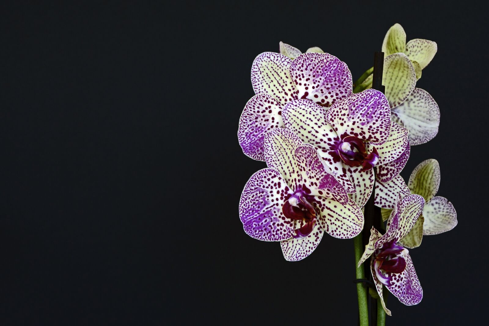 Nikon D7100 sample photo. Orchids, flowers, blossom photography