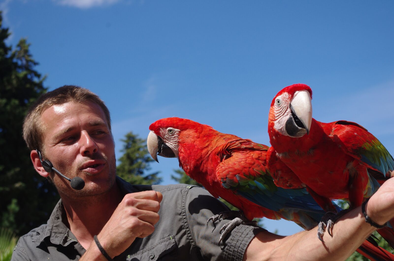 Pentax K-x sample photo. Birds, parks, parrots photography