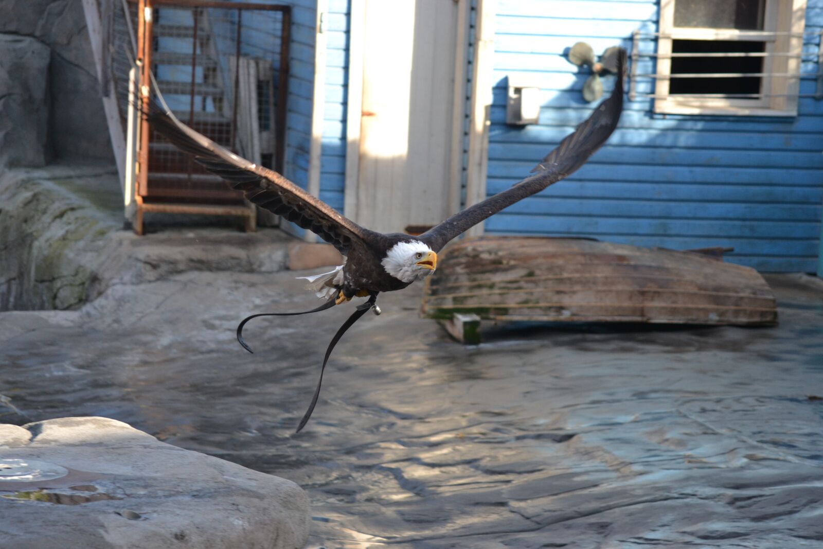 Nikon D3100 sample photo. Bald eagle, show, animal photography