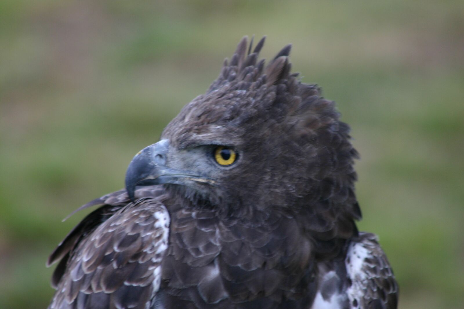 Canon EOS 300D (EOS Digital Rebel / EOS Kiss Digital) sample photo. Eagle, bird, raptor photography
