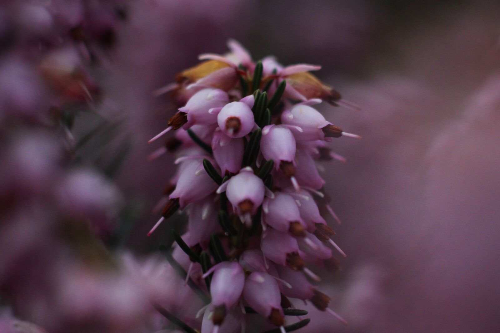 Canon EF 50mm F1.8 II sample photo. Pink, heather, bloom photography
