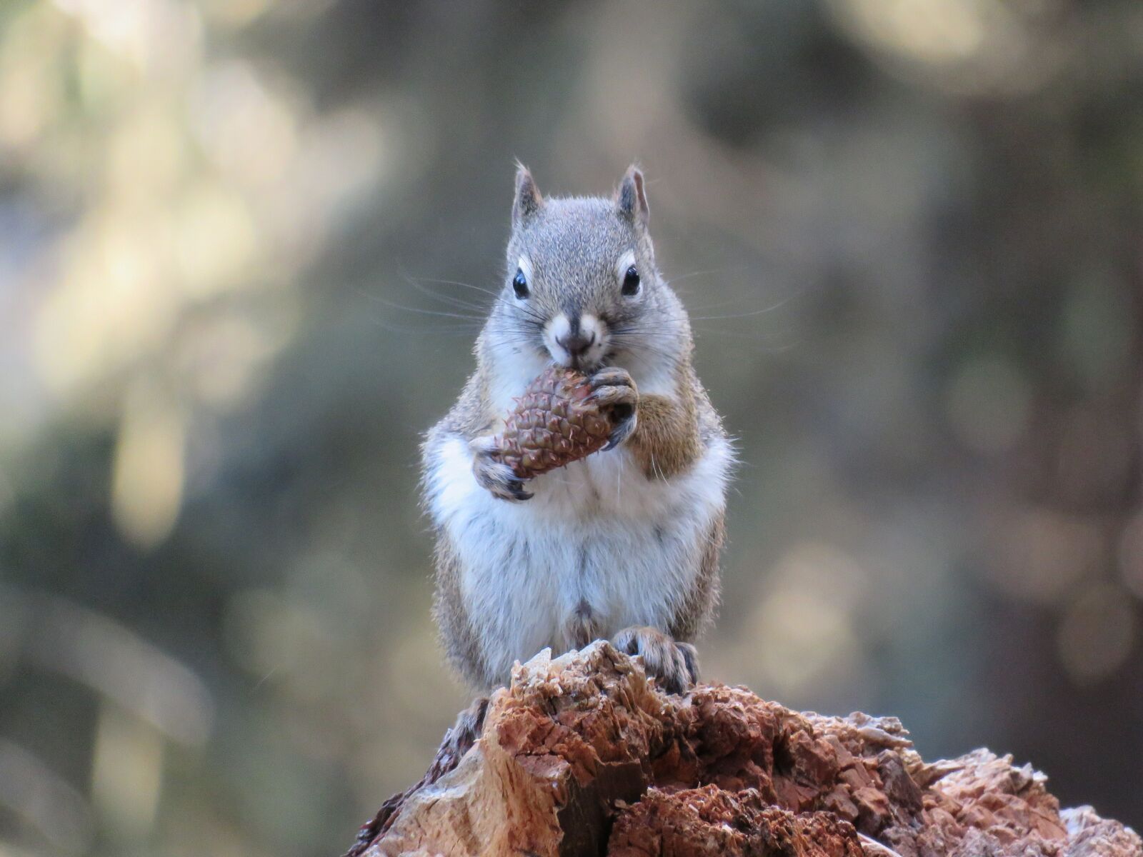 Canon PowerShot SX60 HS sample photo. Squirrel, tree squirrel, animal photography