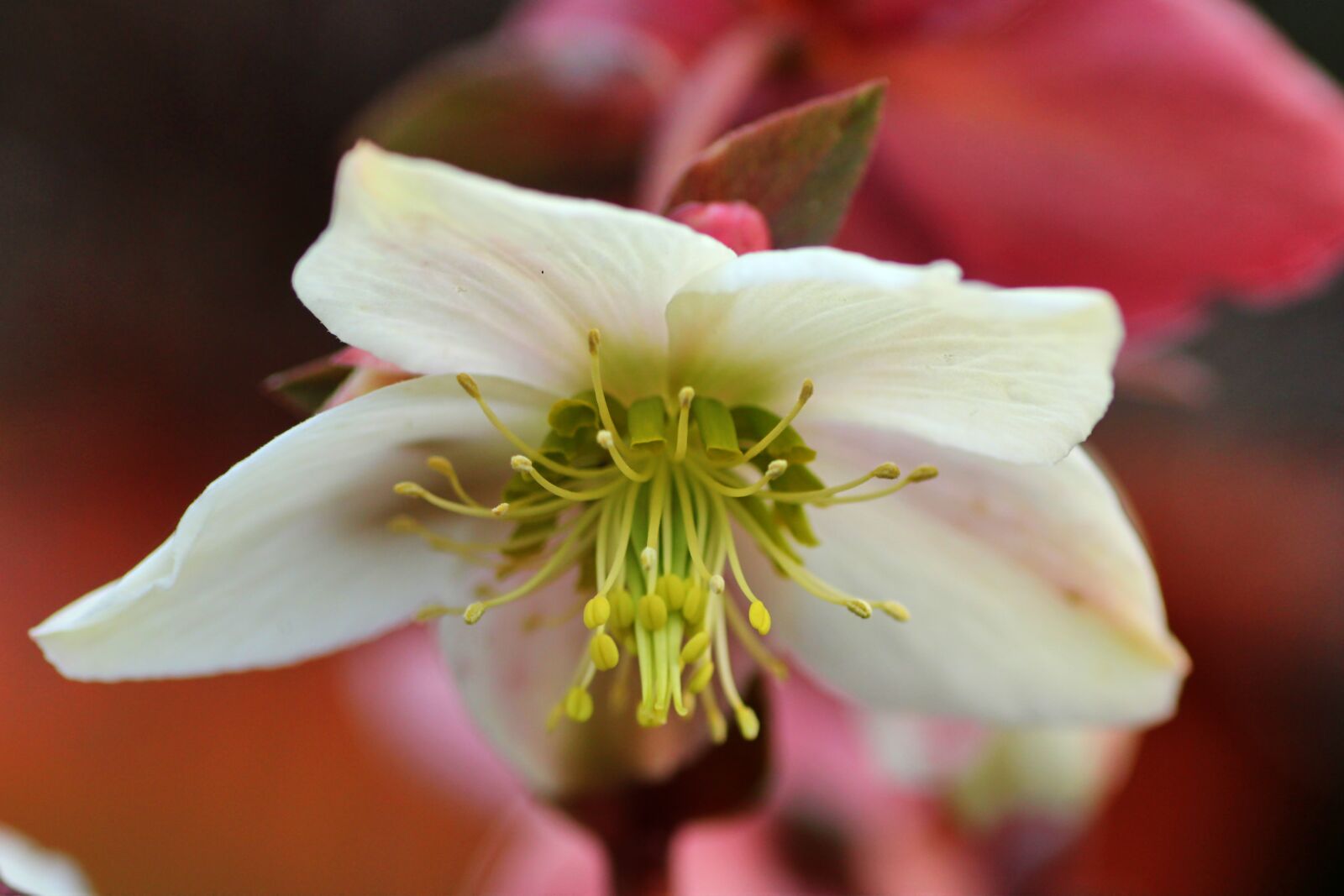Tamron SP 90mm F2.8 Di VC USD 1:1 Macro sample photo. Christmas rose, flower, plant photography