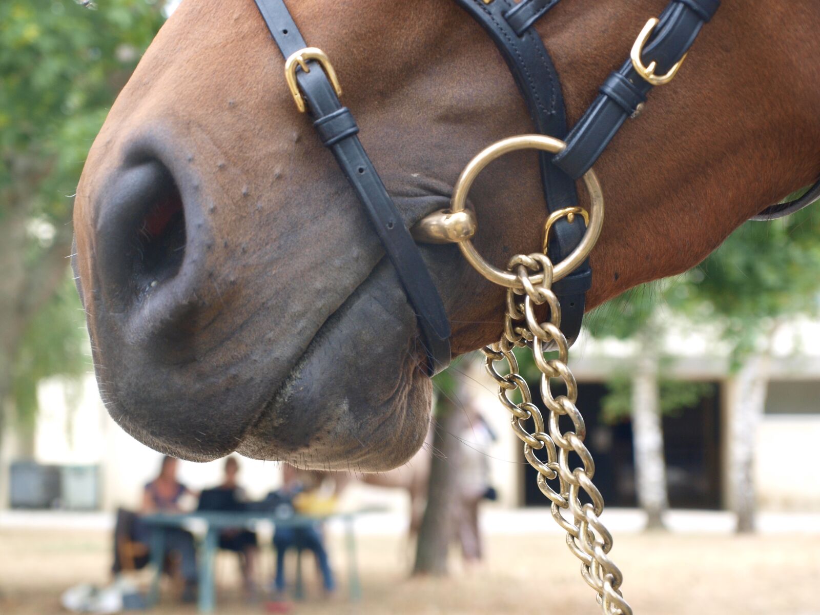 Olympus E-420 (EVOLT E-420) sample photo. String, security, cavalry photography