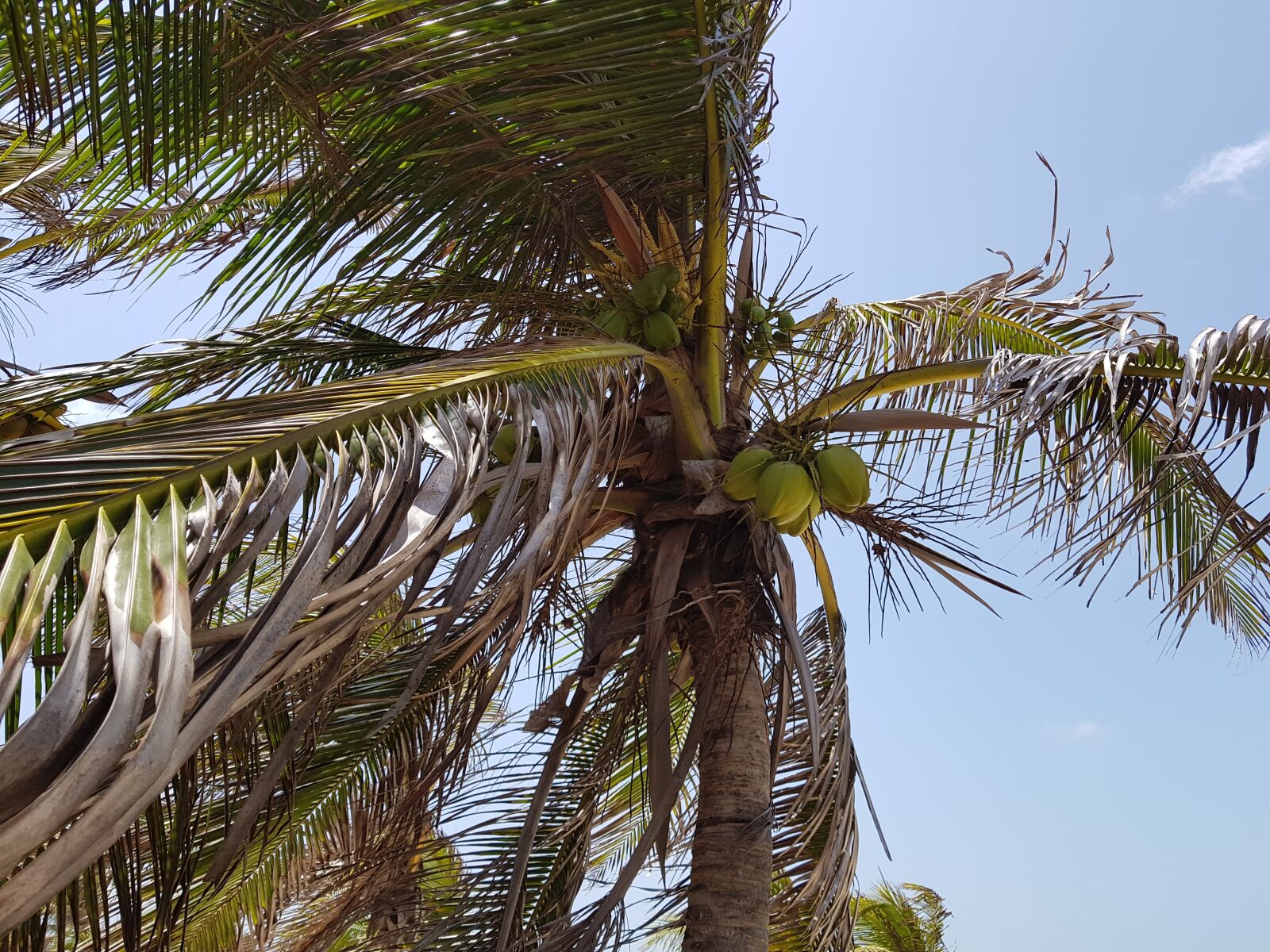 Samsung Galaxy S8+ sample photo. Arecaceae, tropical, tree photography