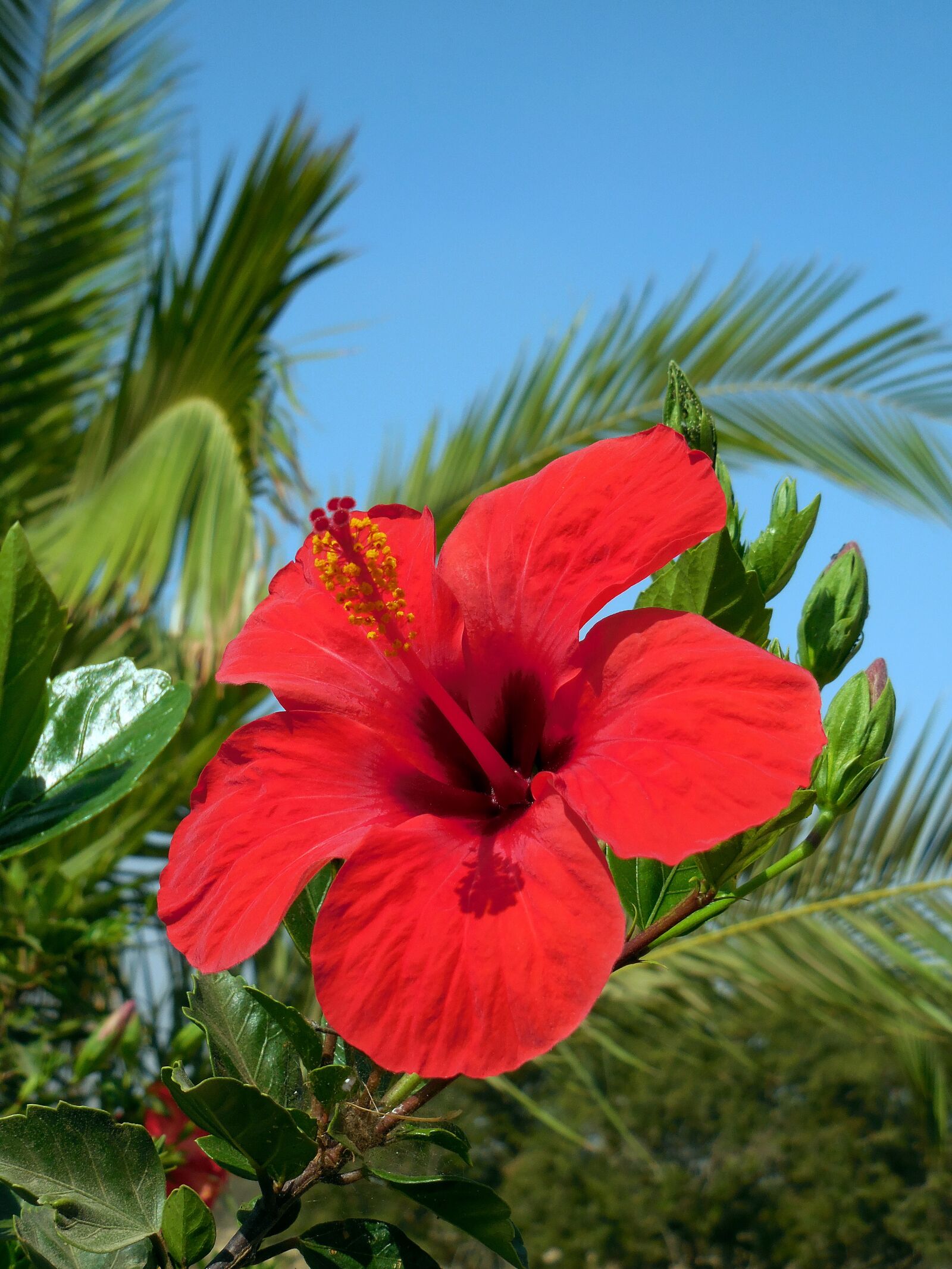 Nikon Coolpix S6800 sample photo. Hibiscus, vacations, summer photography