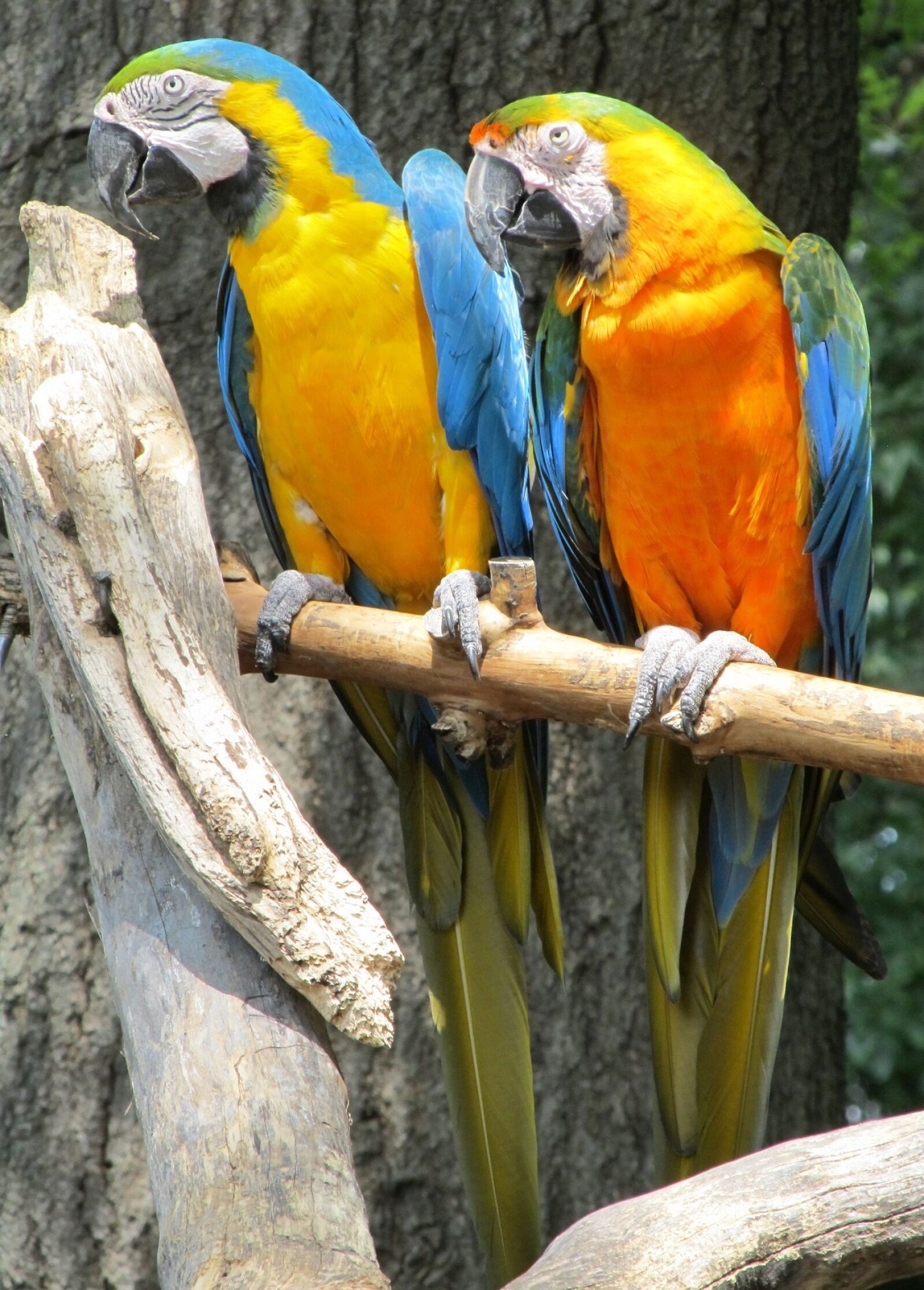 Canon PowerShot SX130 IS sample photo. Blue-and-yellow macaws, parrots, birds photography