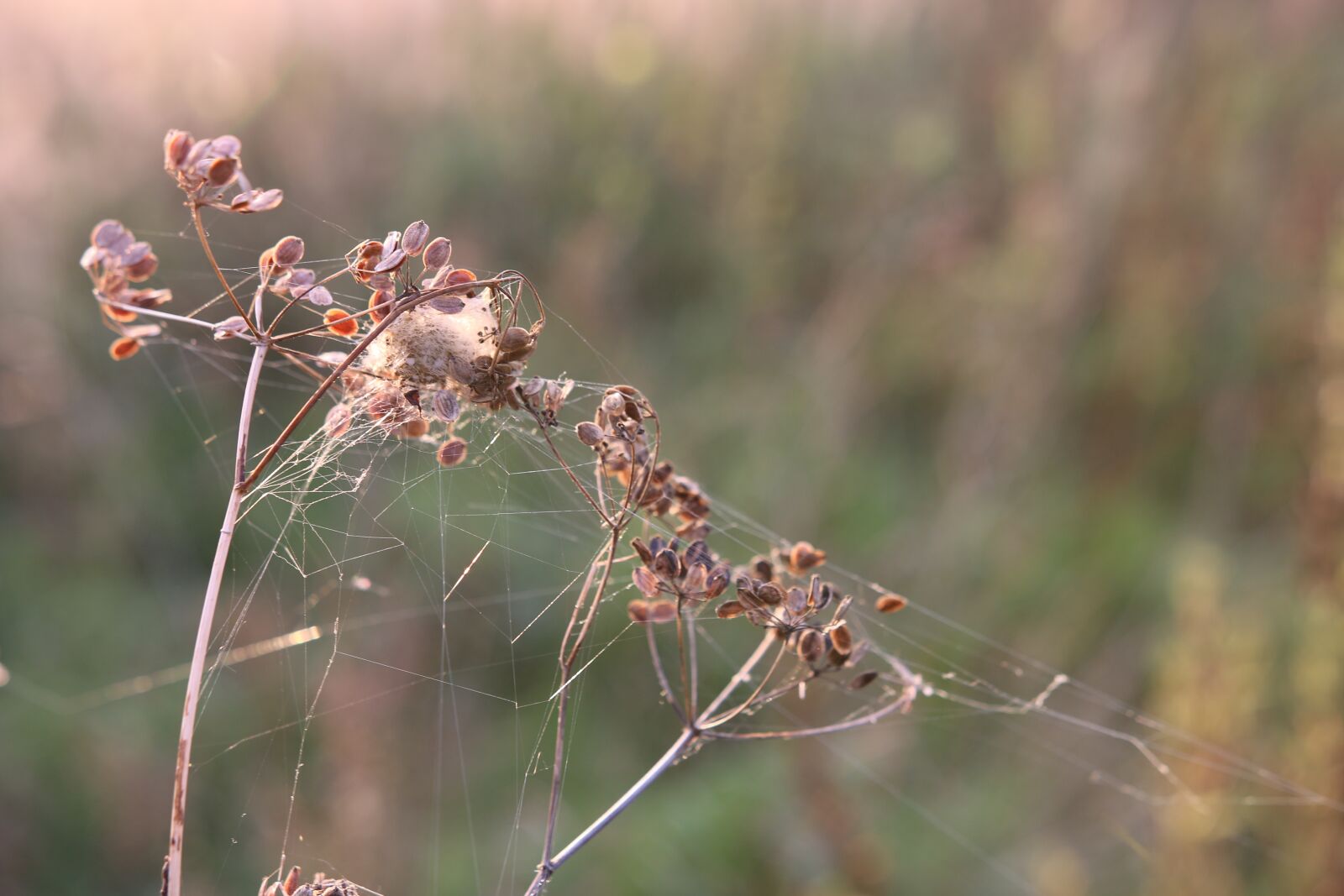 Canon EOS 70D sample photo. Plant, cobweb, autumn photography