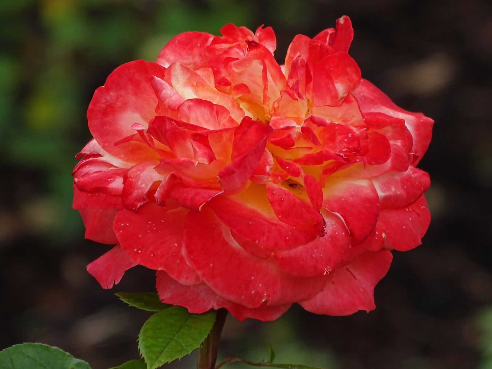 Sony Cyber-shot DSC-HX400V sample photo. Rose, garden, detail photography