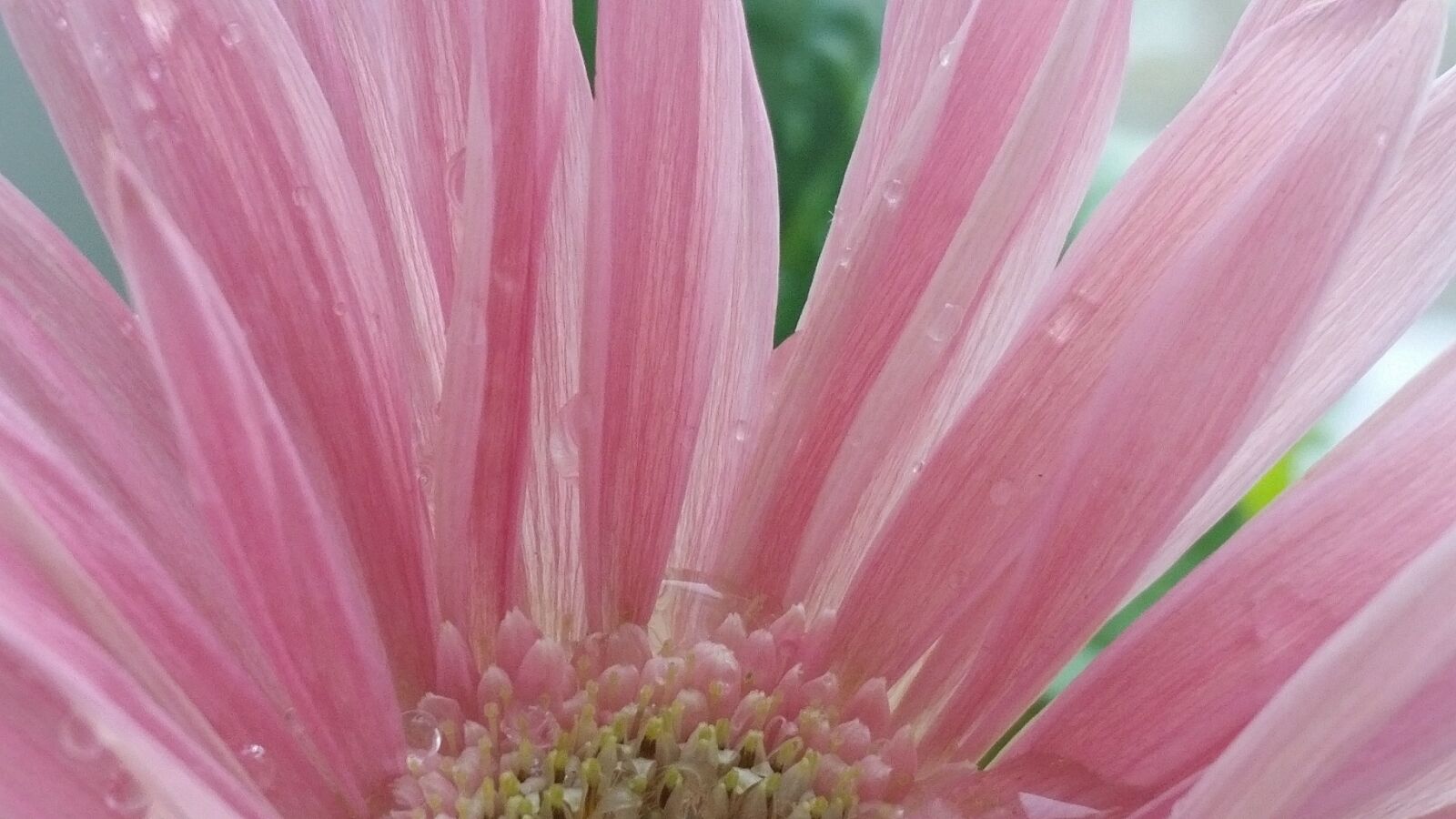 Samsung Galaxy S5 sample photo. Flower, nature, flora photography
