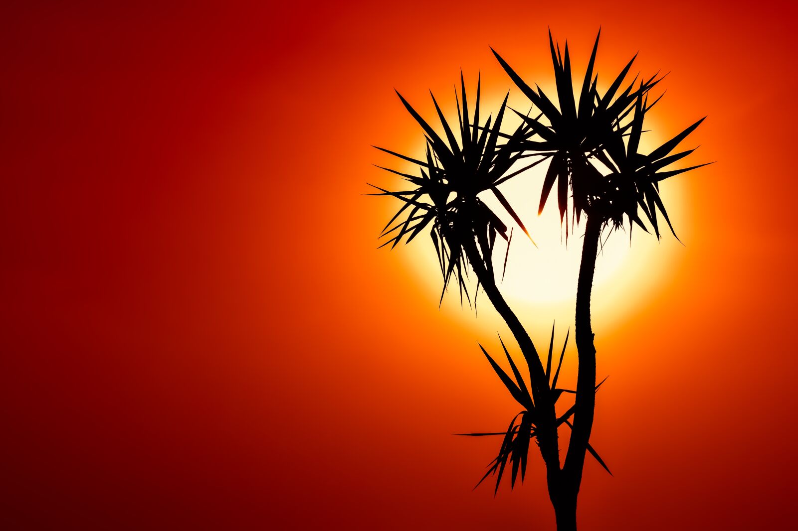 Nikon D3300 sample photo. Cactus, sunset, sun photography