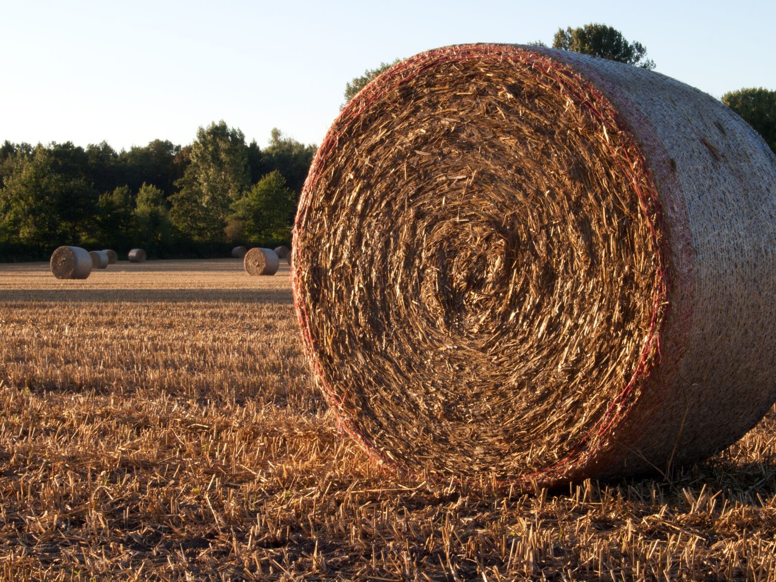 Olympus E-420 (EVOLT E-420) sample photo. Straw bales, field, harvest photography