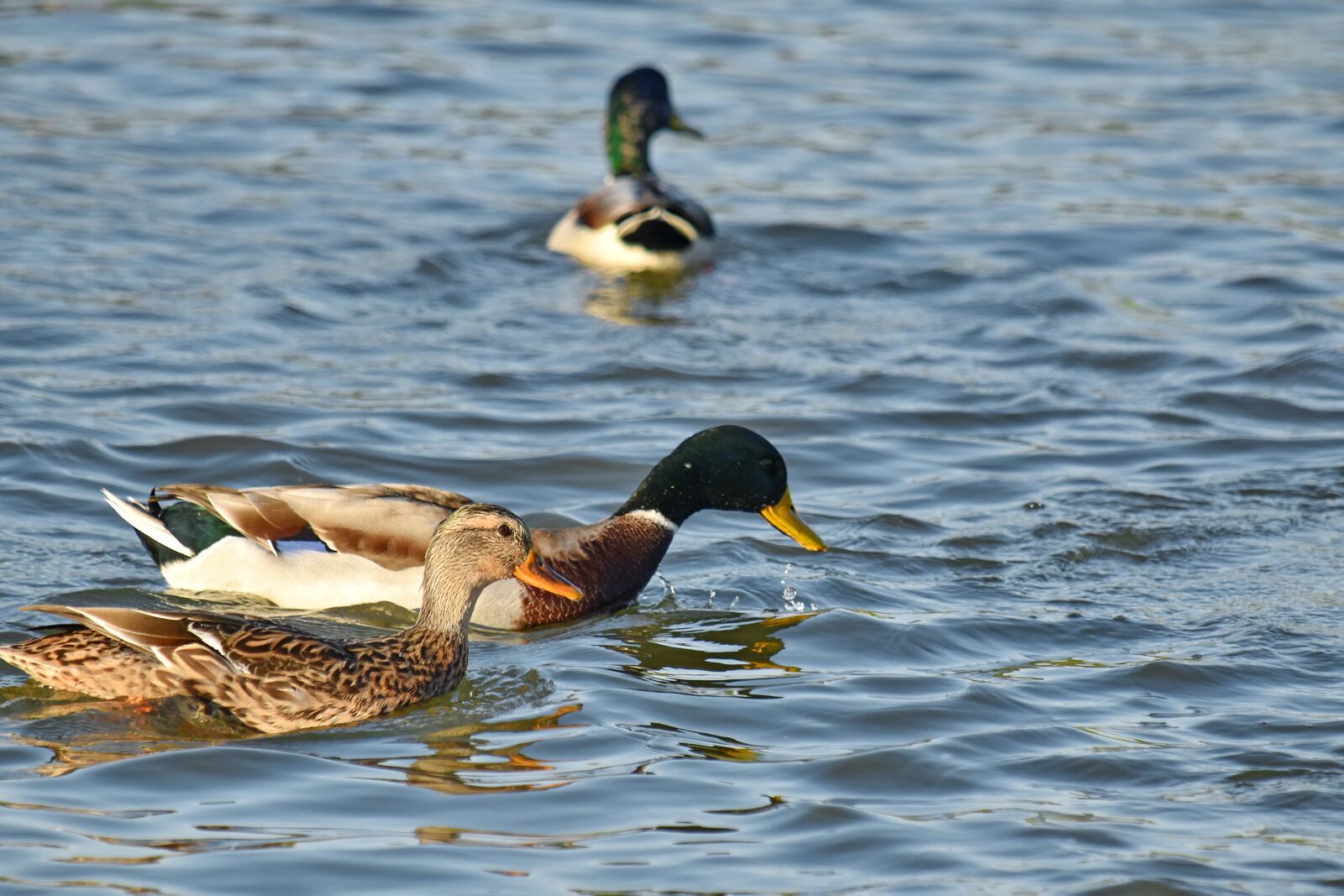 Nikon D5500 sample photo. Bird family, flock, swimming photography