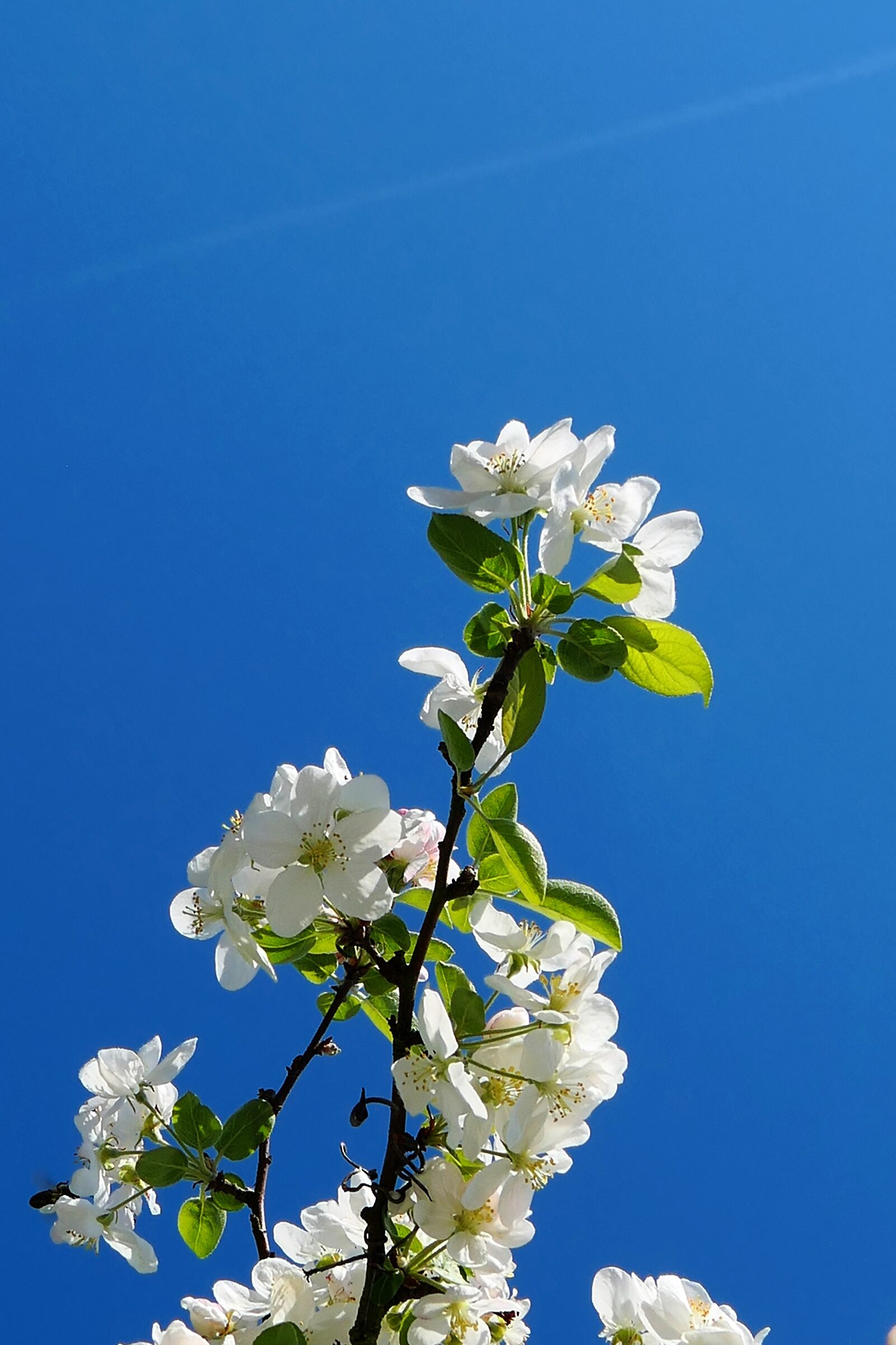 Panasonic Lumix DMC-LX10 (Lumix DMC-LX15) sample photo. Flower, branch, plant photography