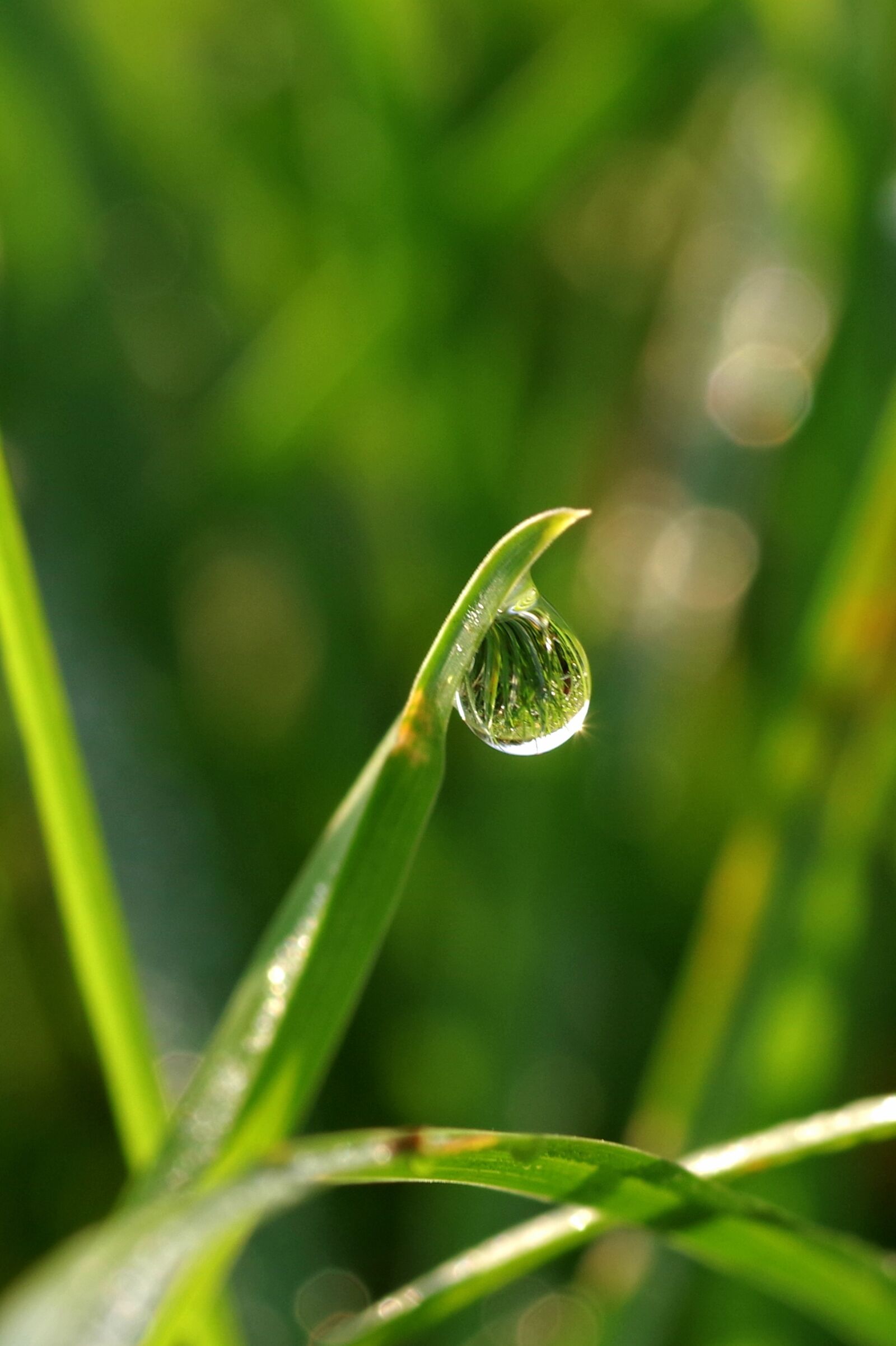 Pentax K-S2 sample photo. A drop of, water photography